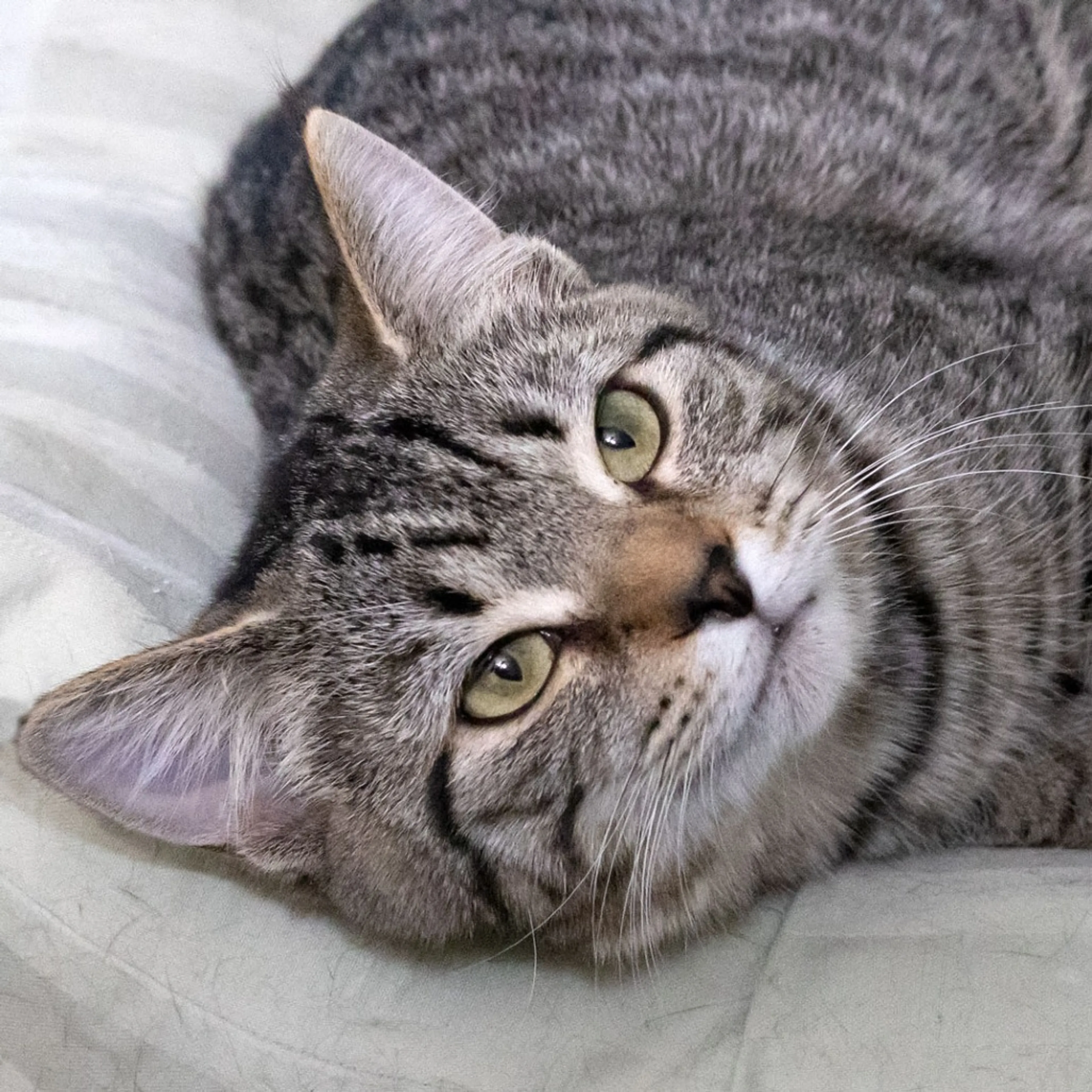 Found pet-3