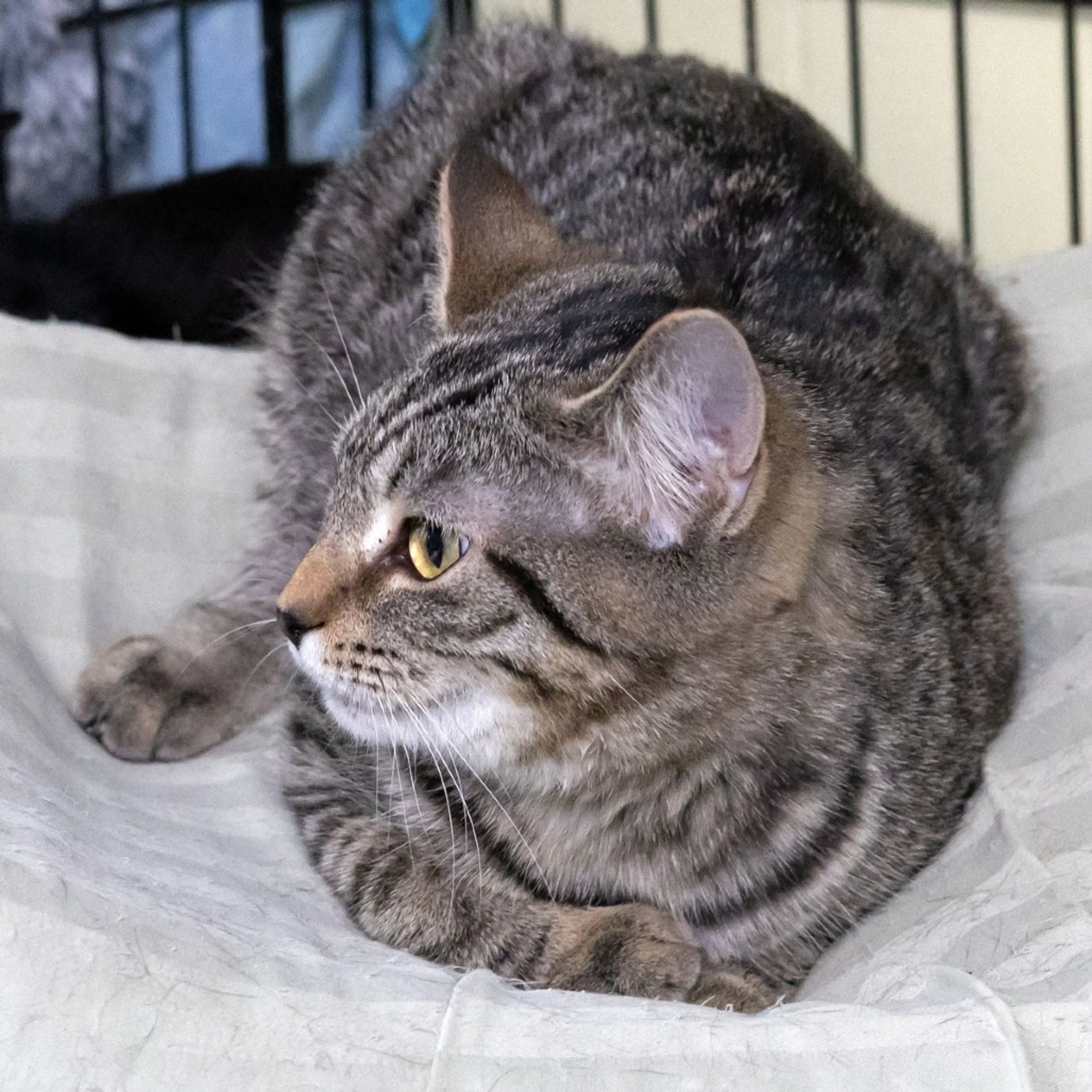 Found pet-2