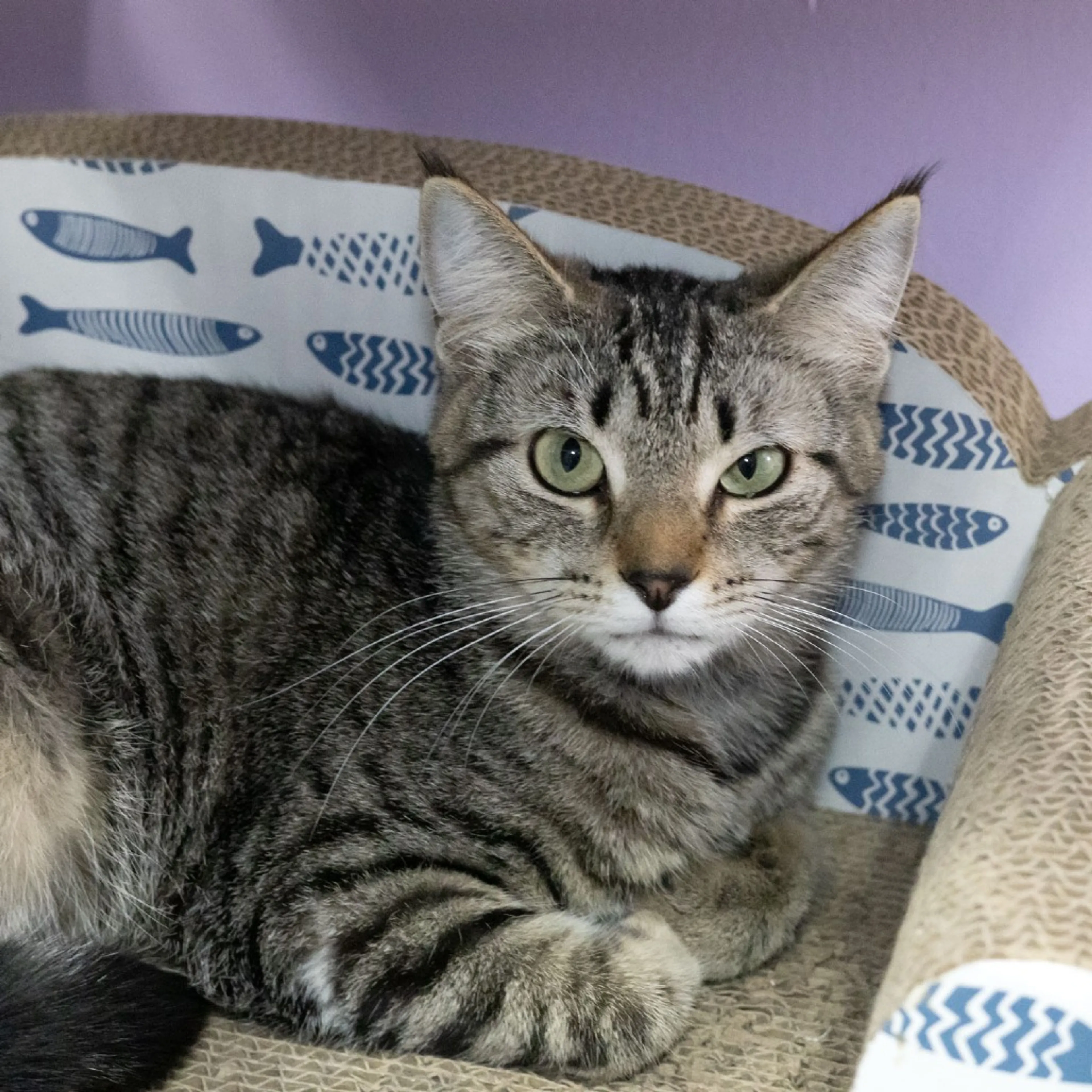 Found pet-5