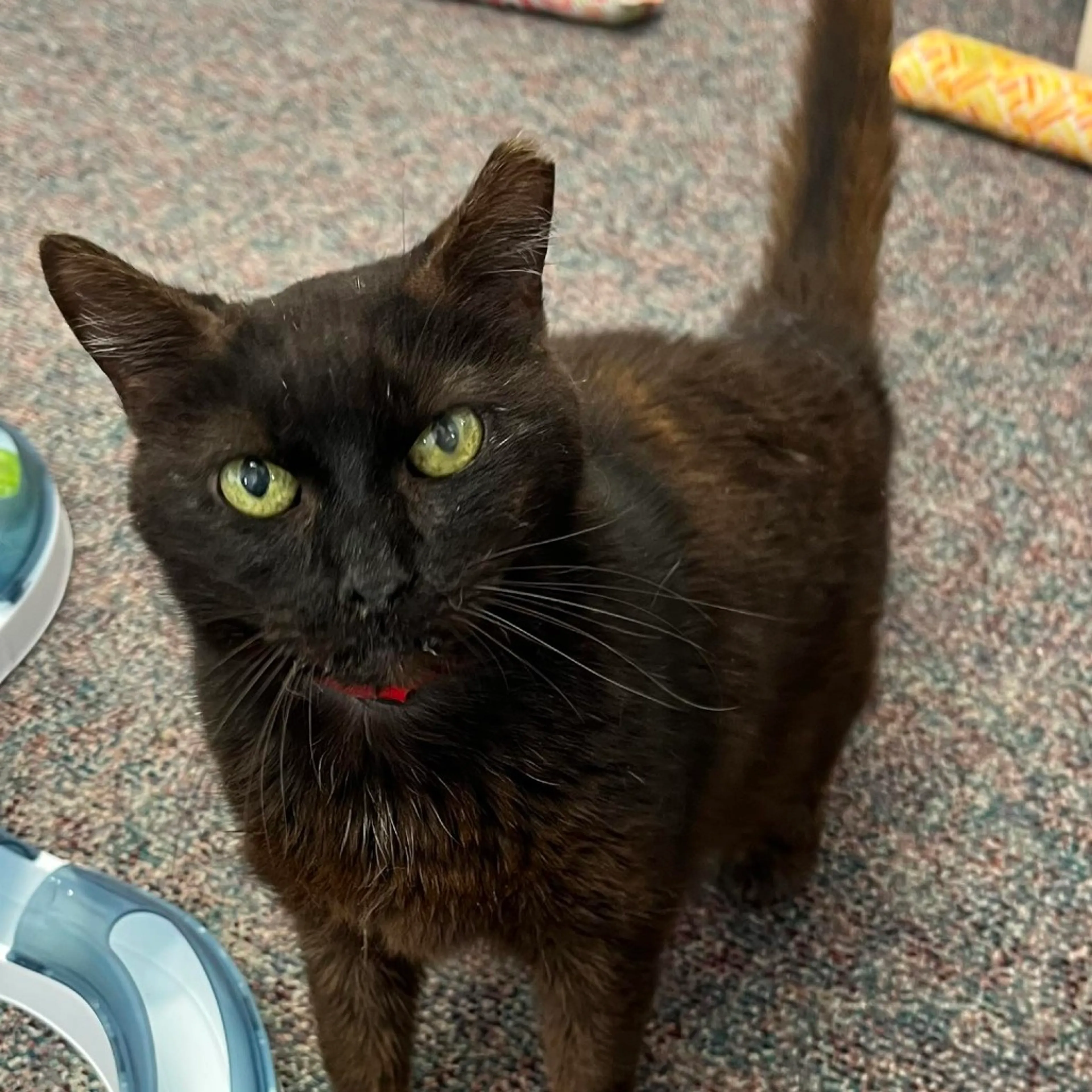 Found pet