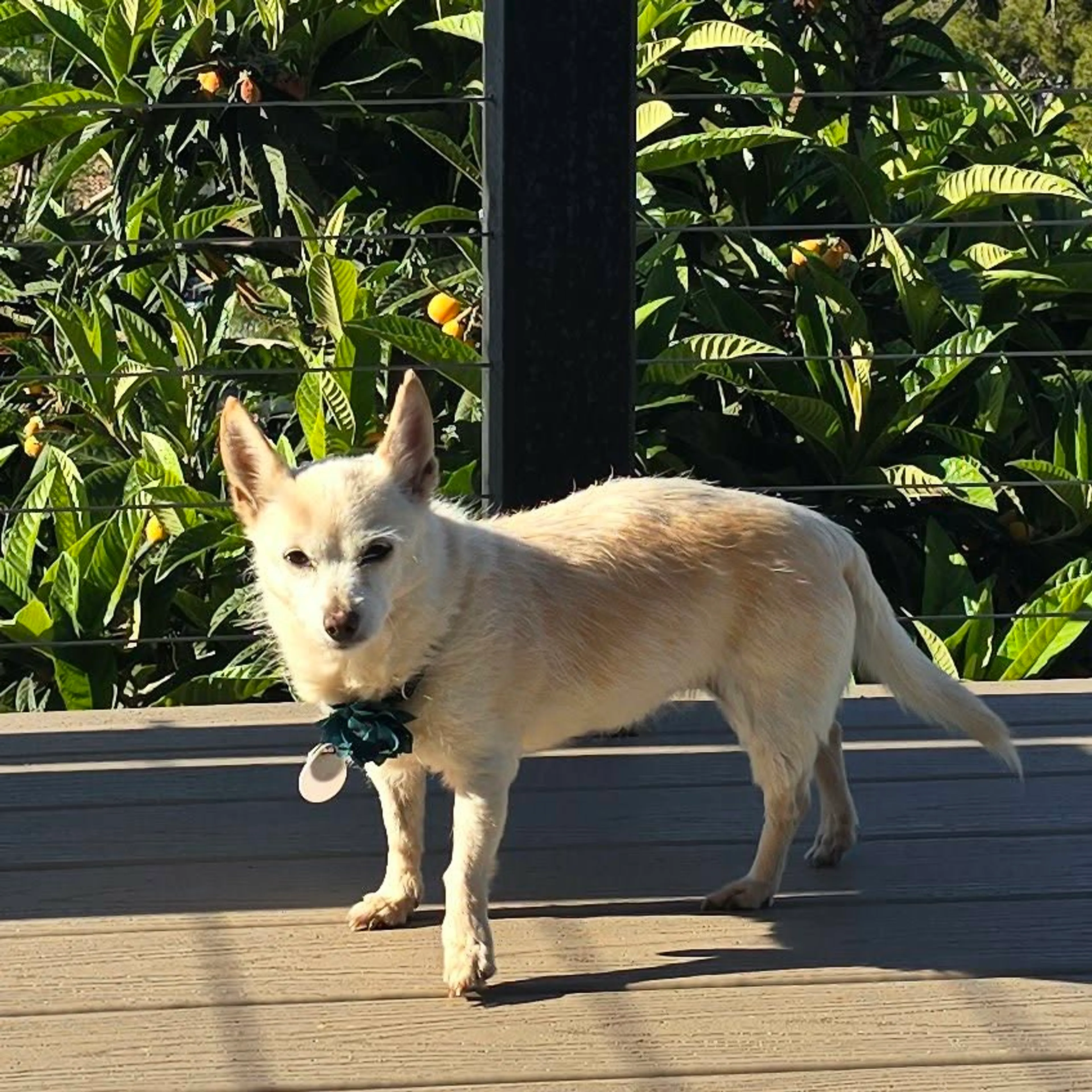 Found pet-3