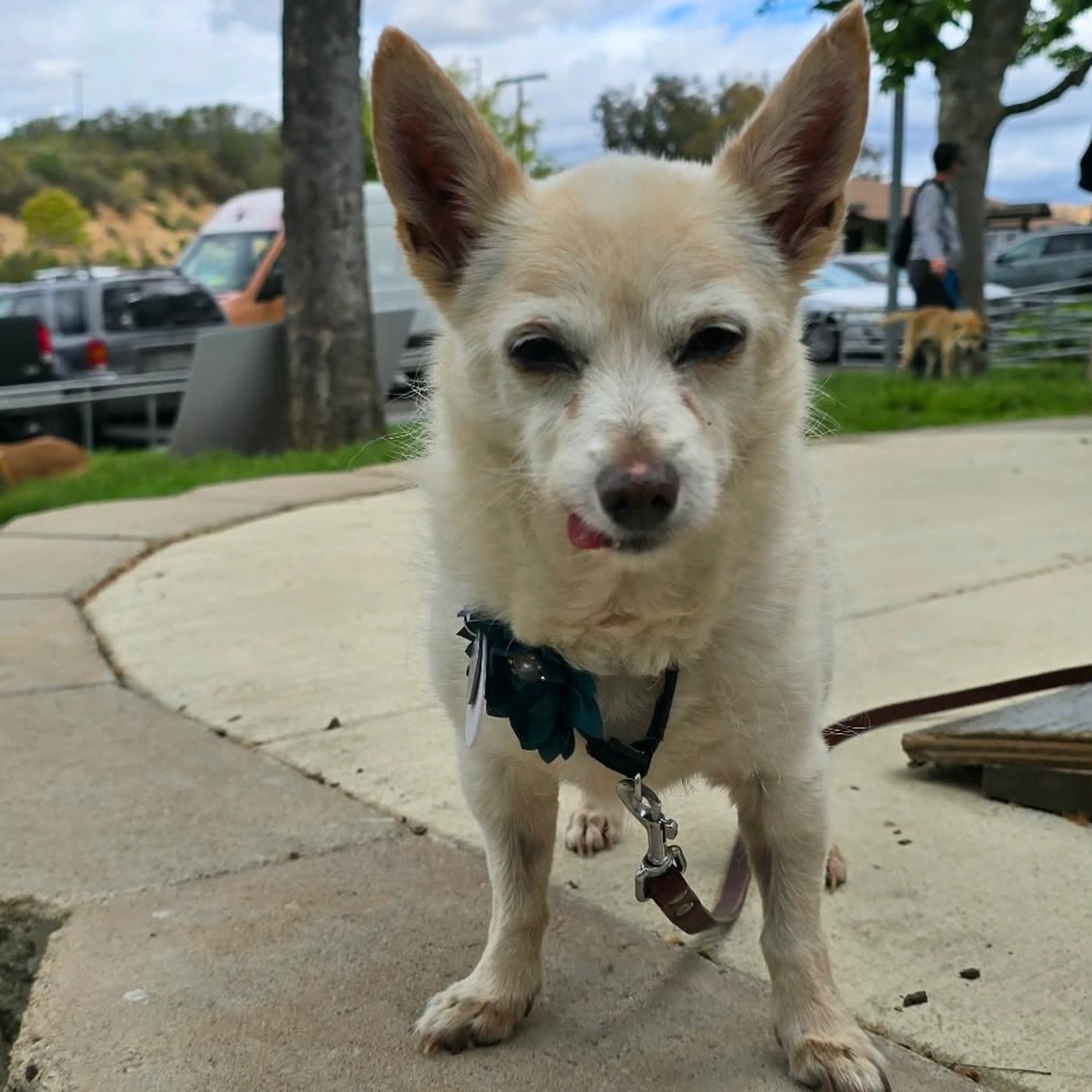 Found pet-5