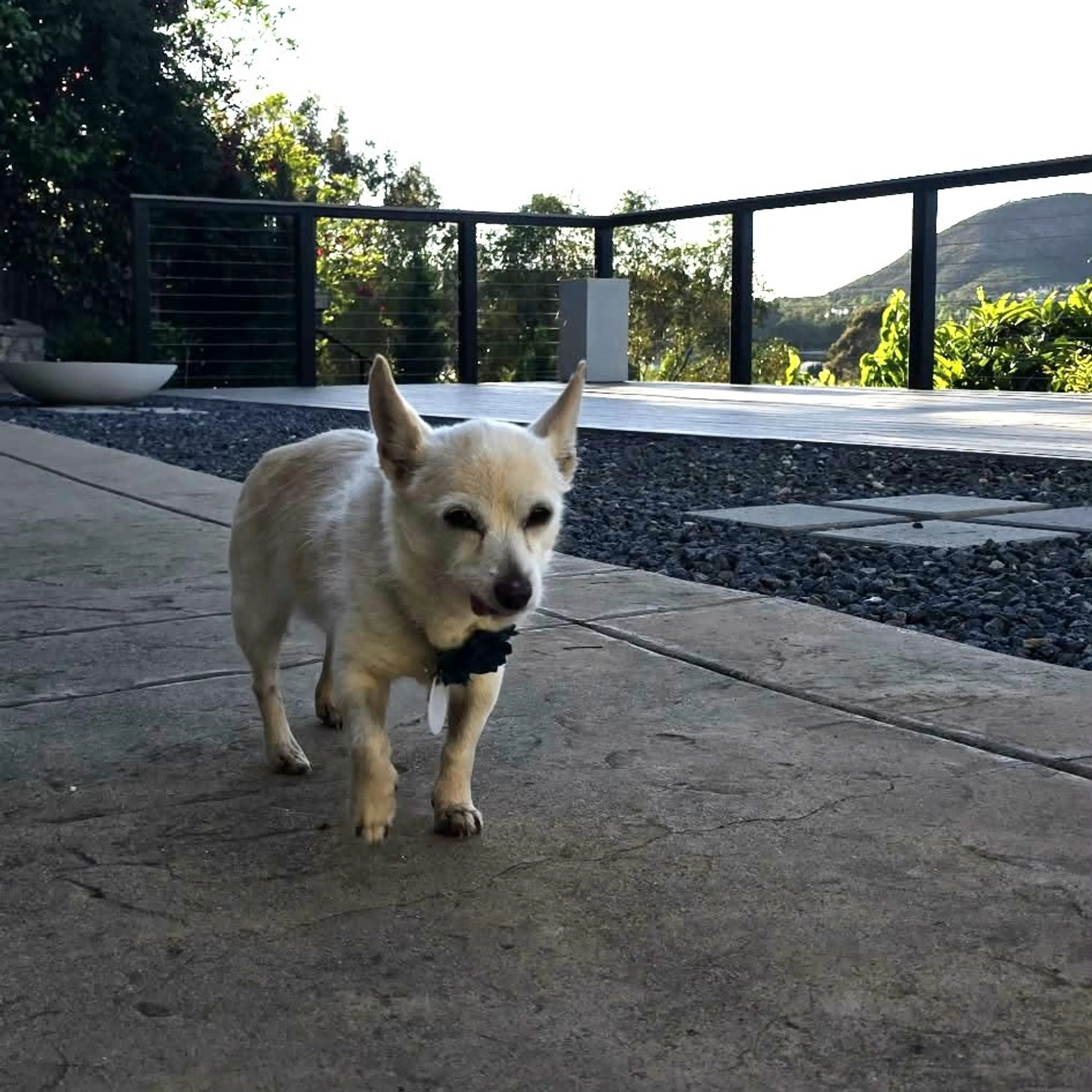 Found pet-9