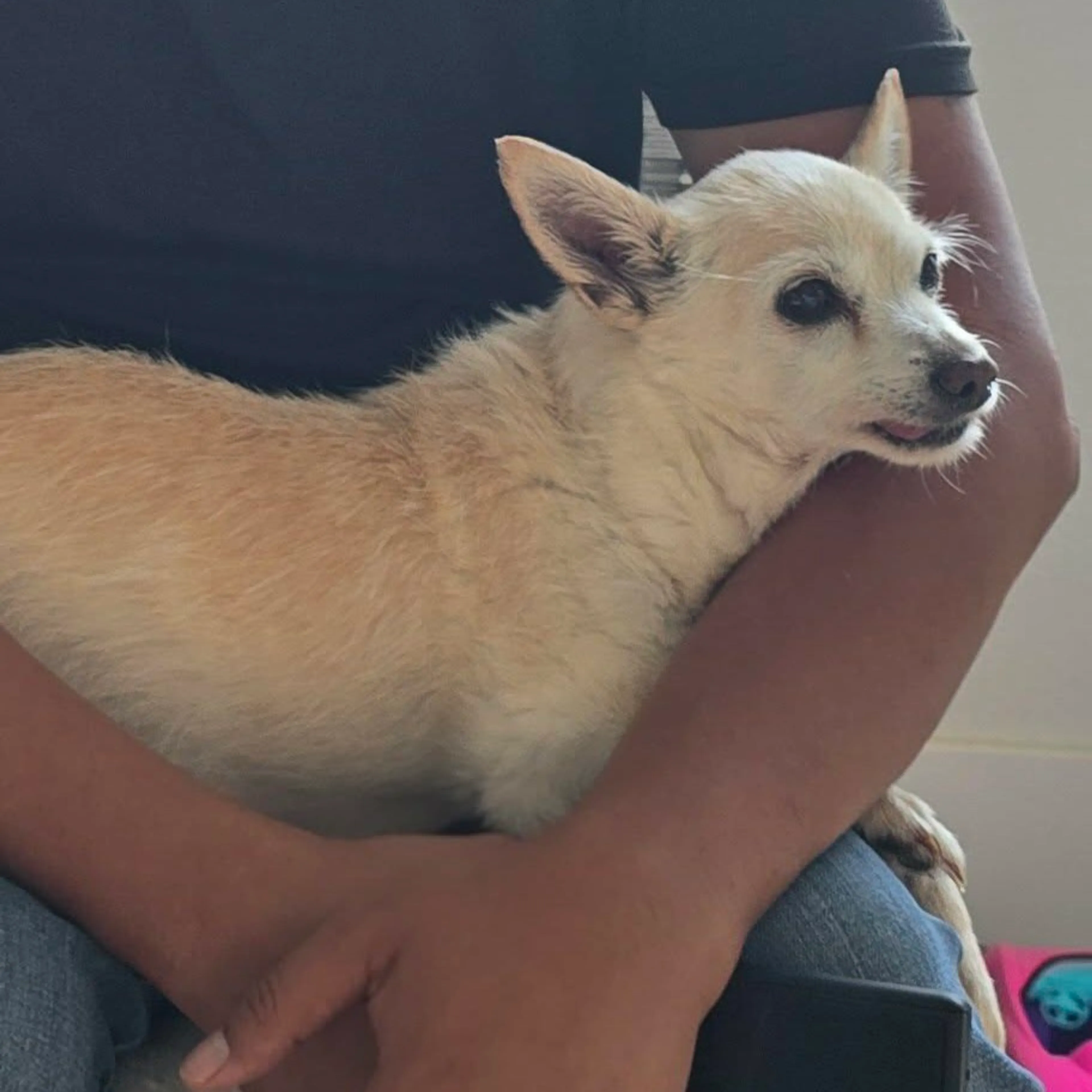 Found pet-6