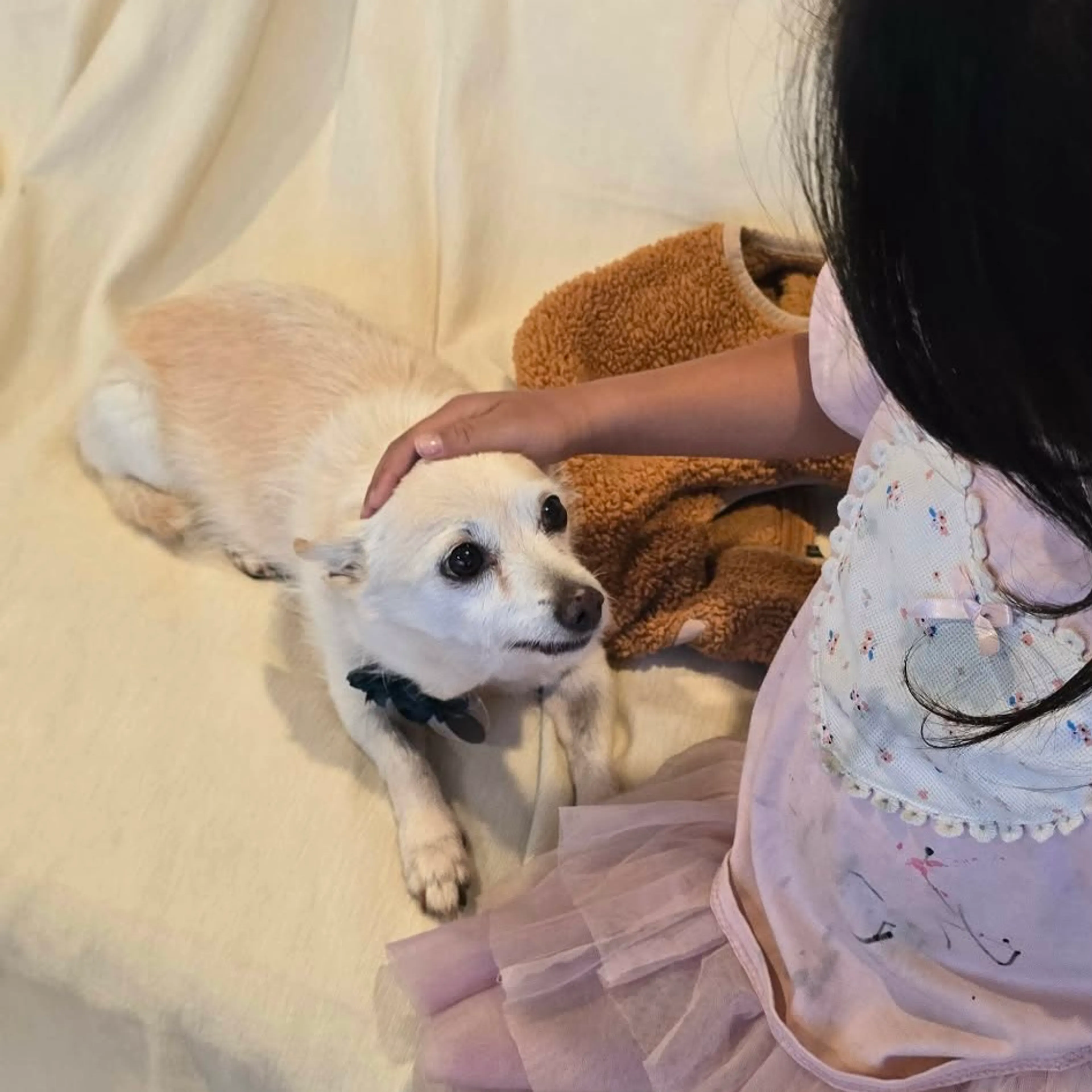 Found pet-4