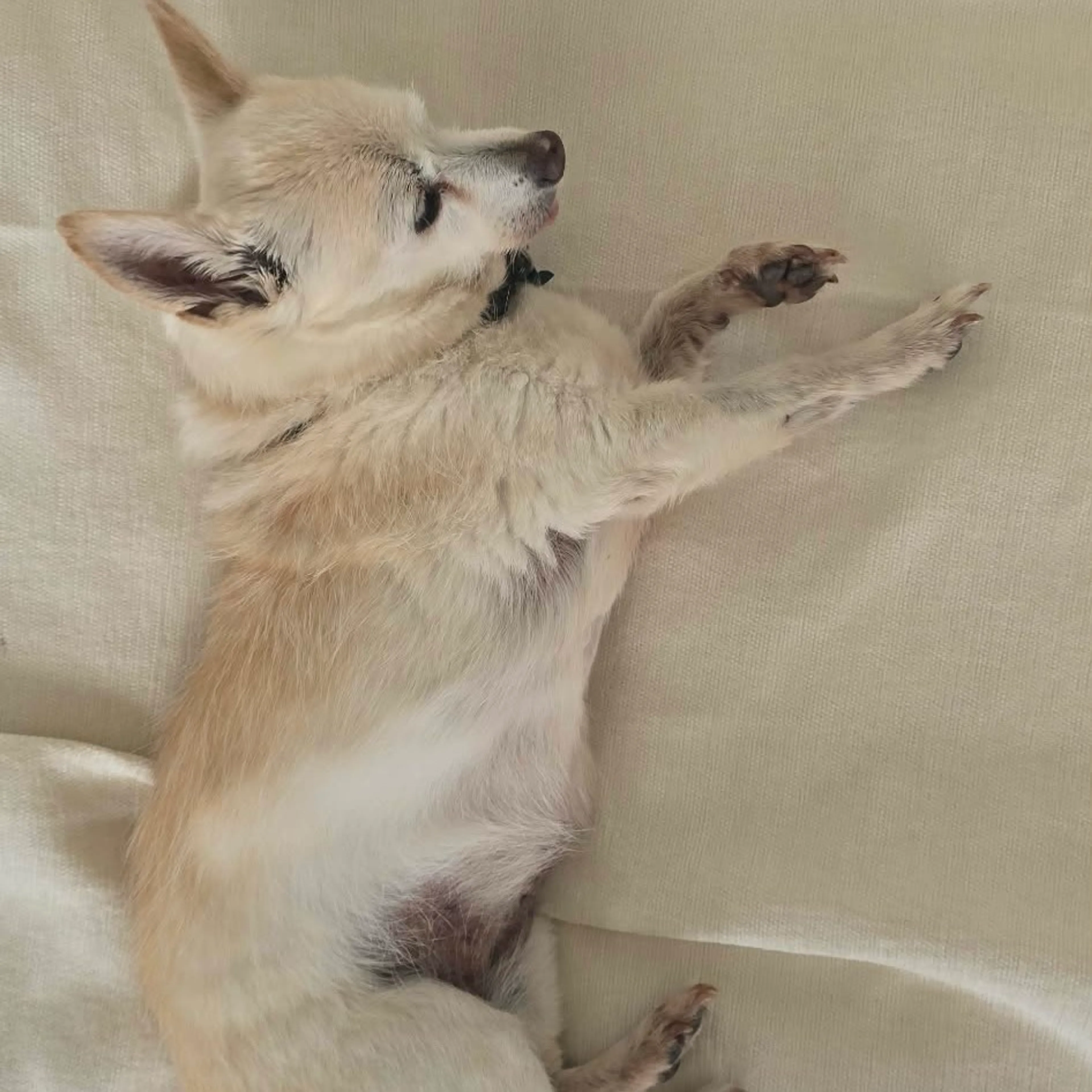 Found pet-8