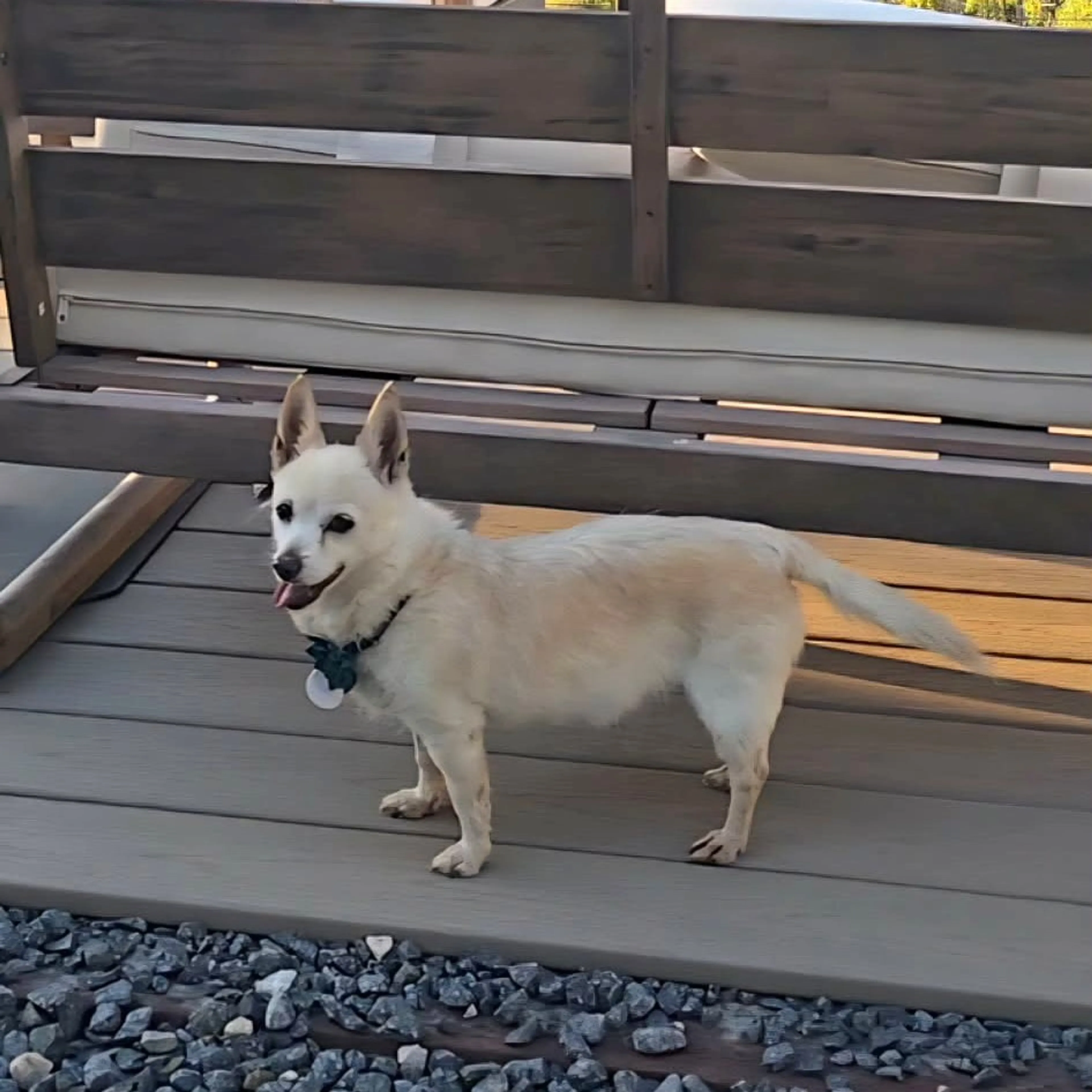 Found pet-10