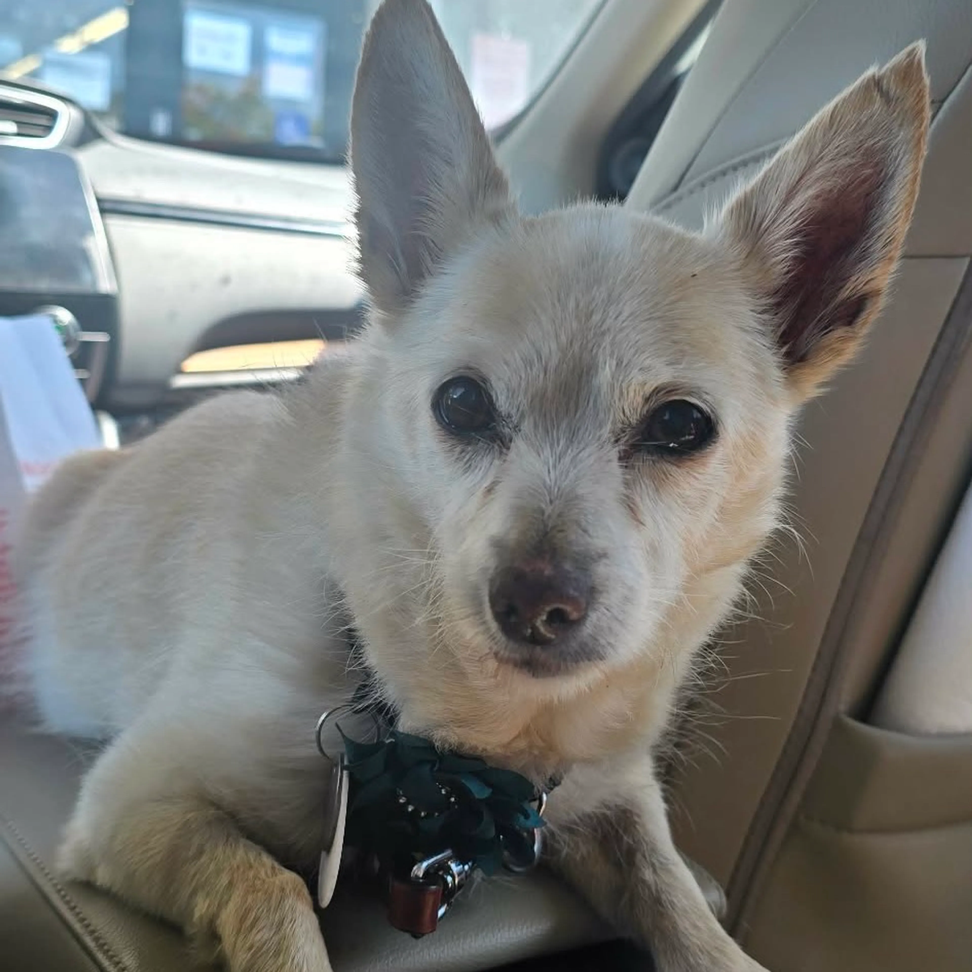 Found pet-7