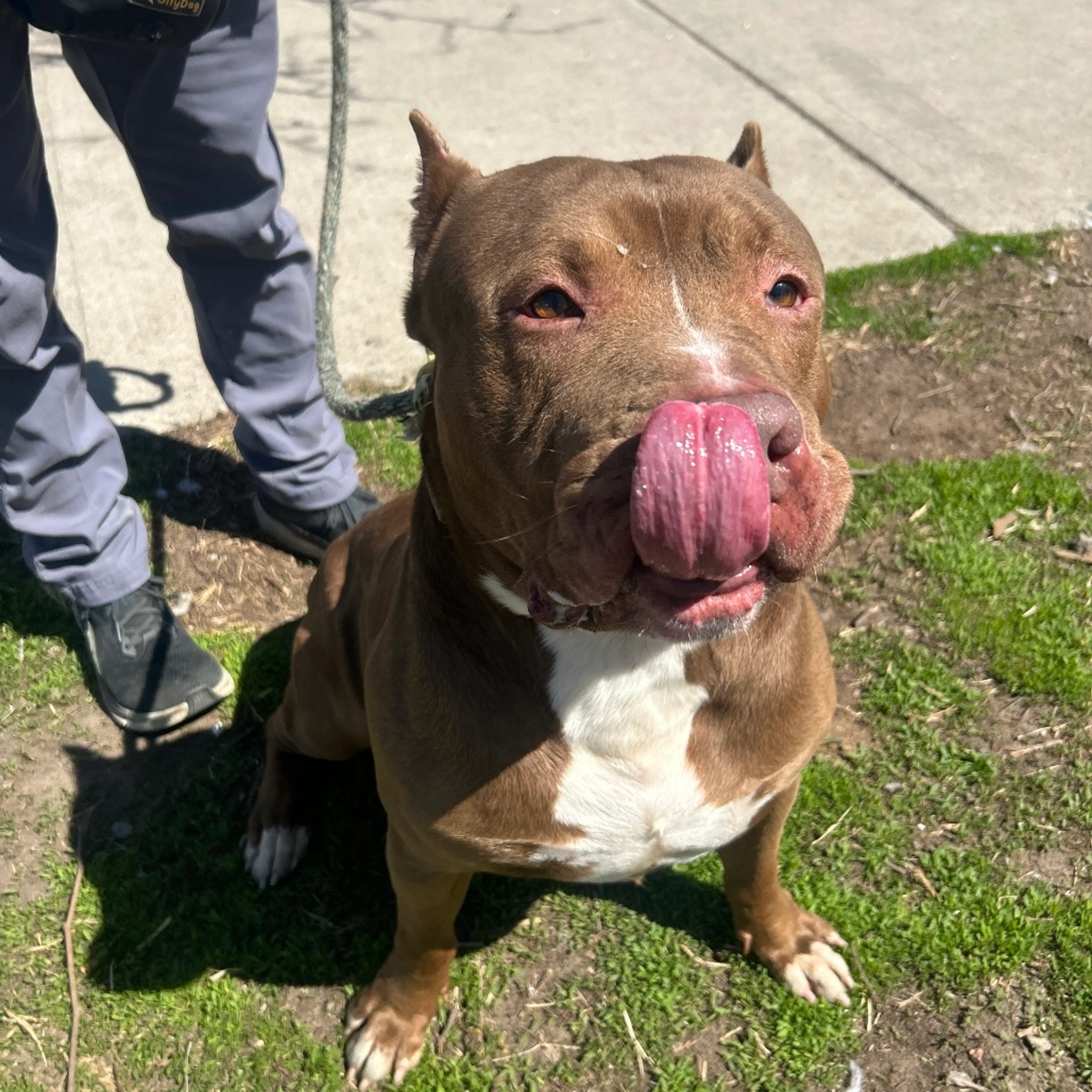 Found pet-1