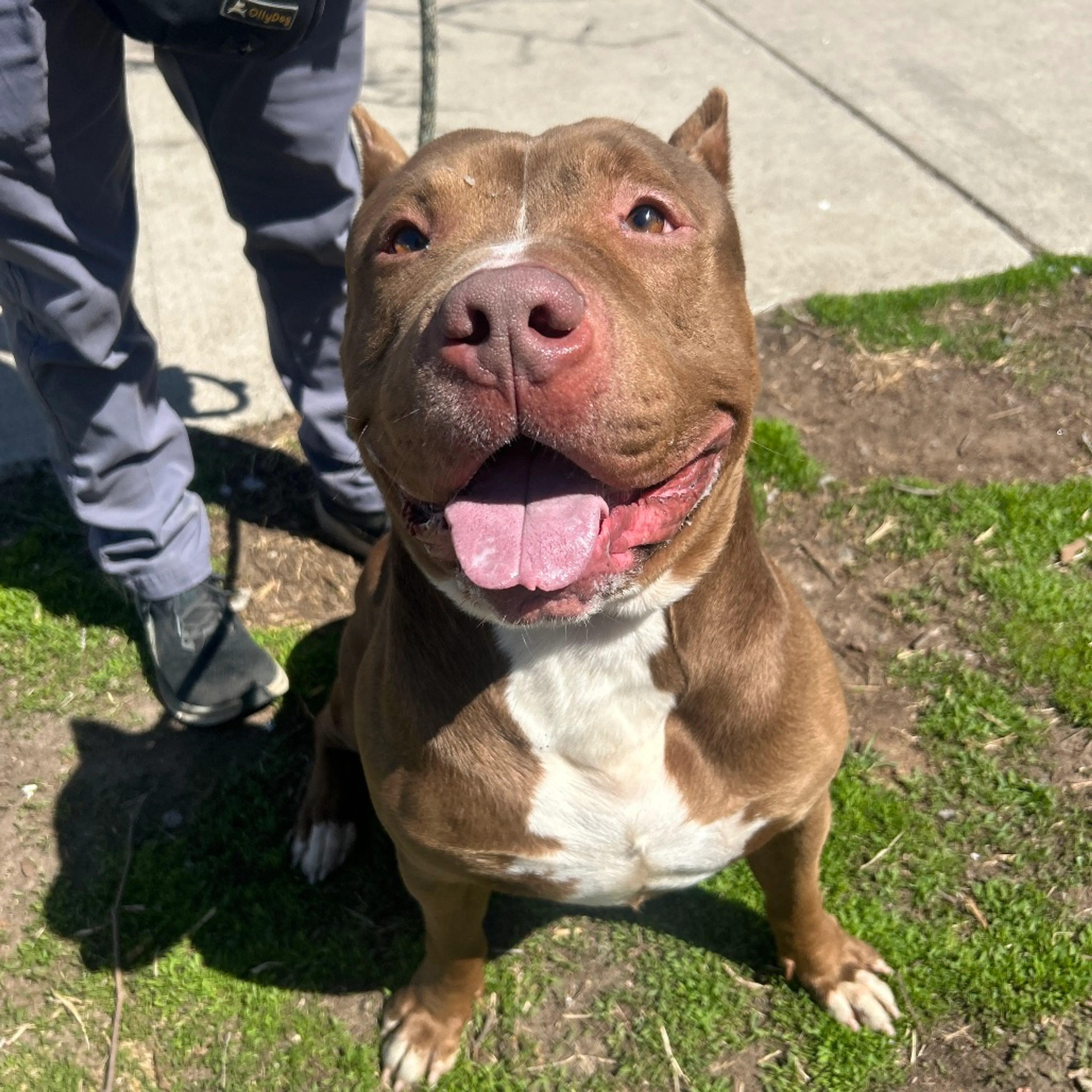 Found pet-2