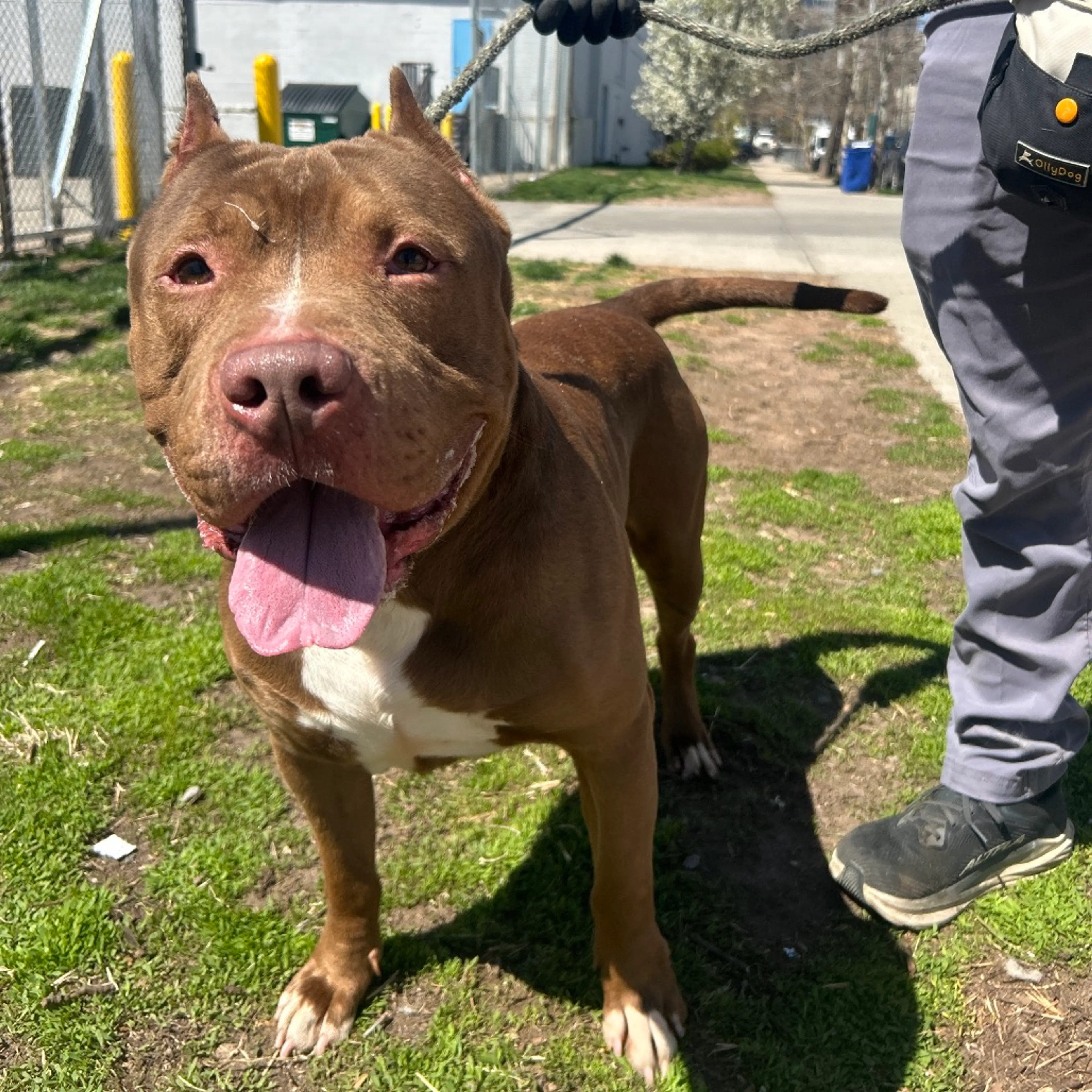 Found pet-4