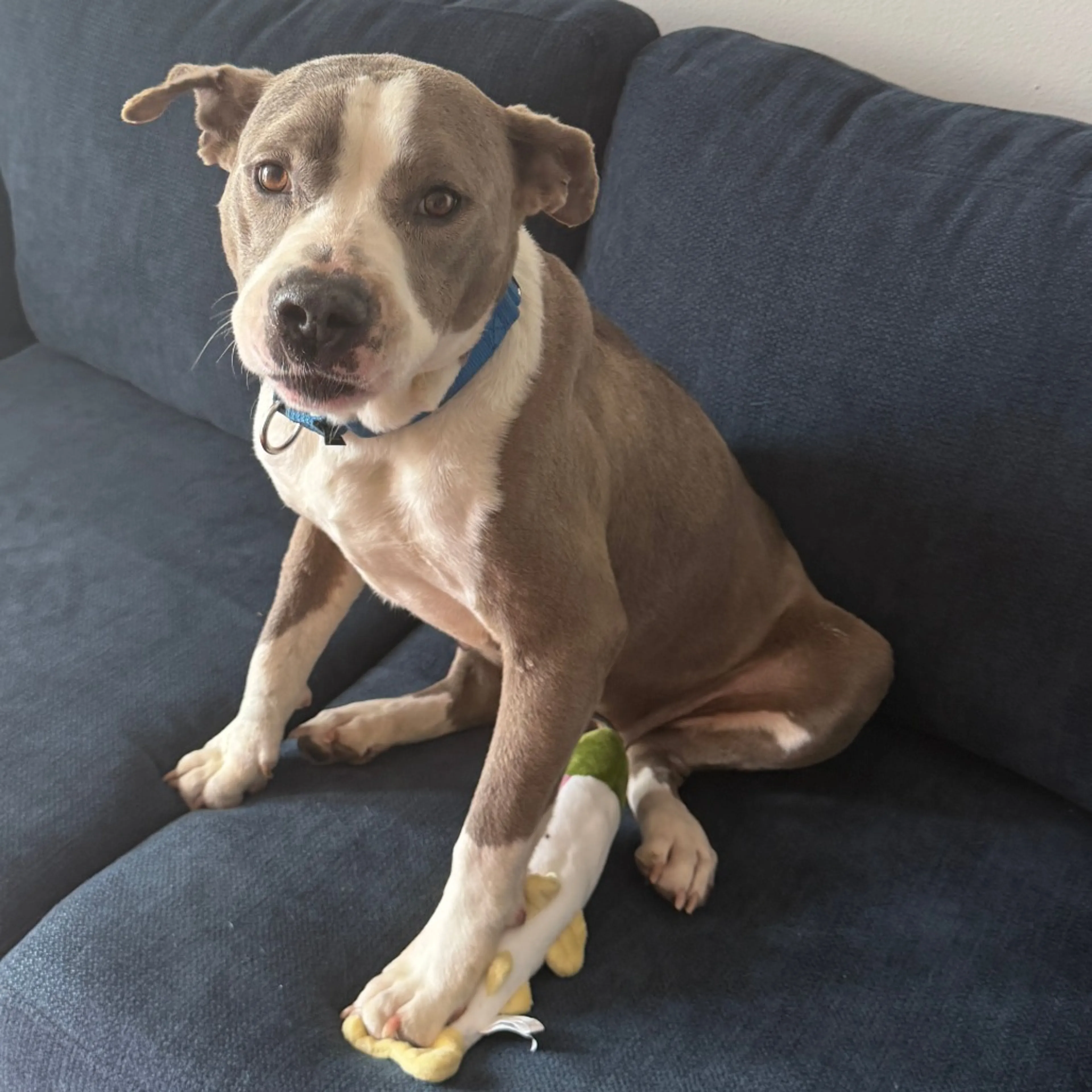 Found pet-11