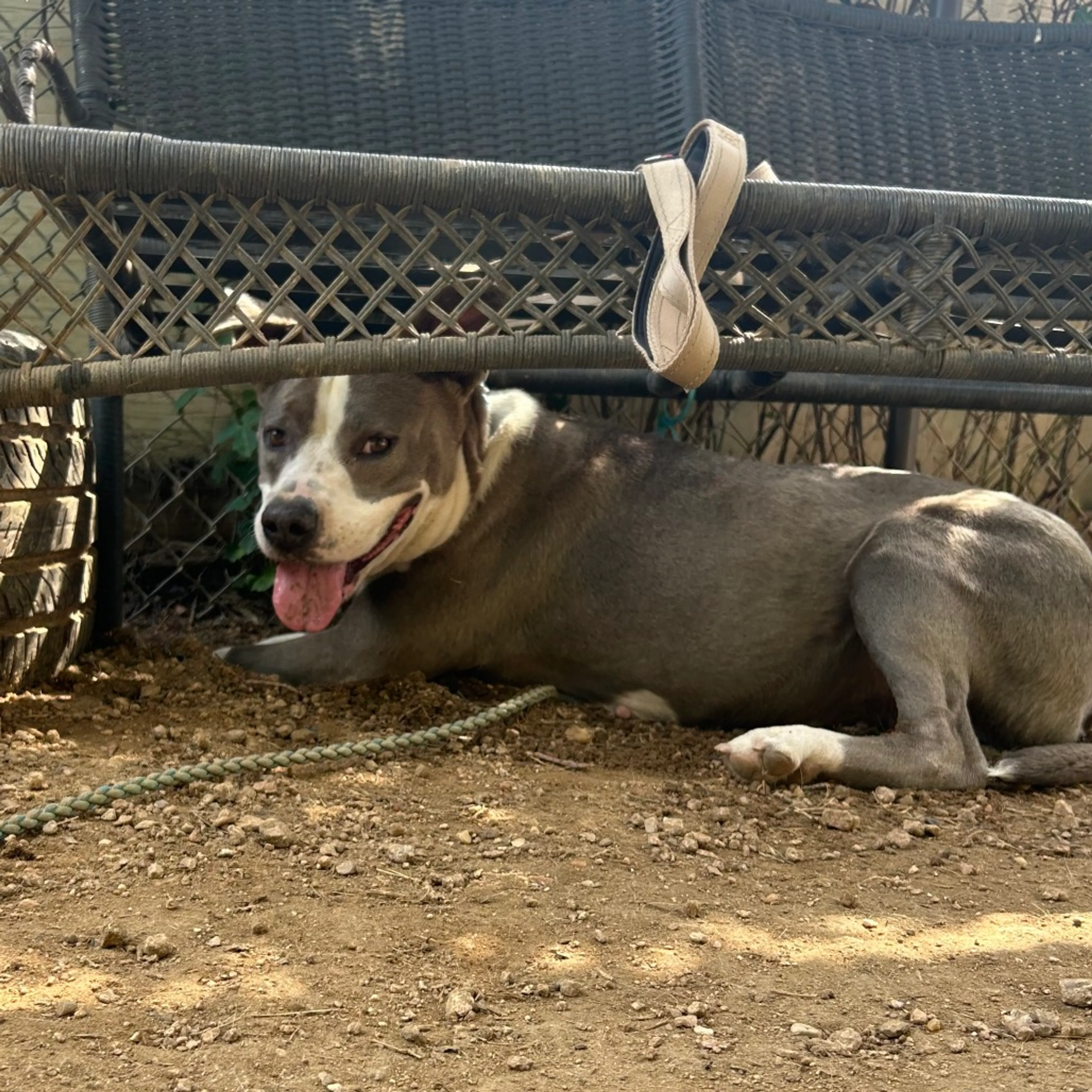 Found pet-14
