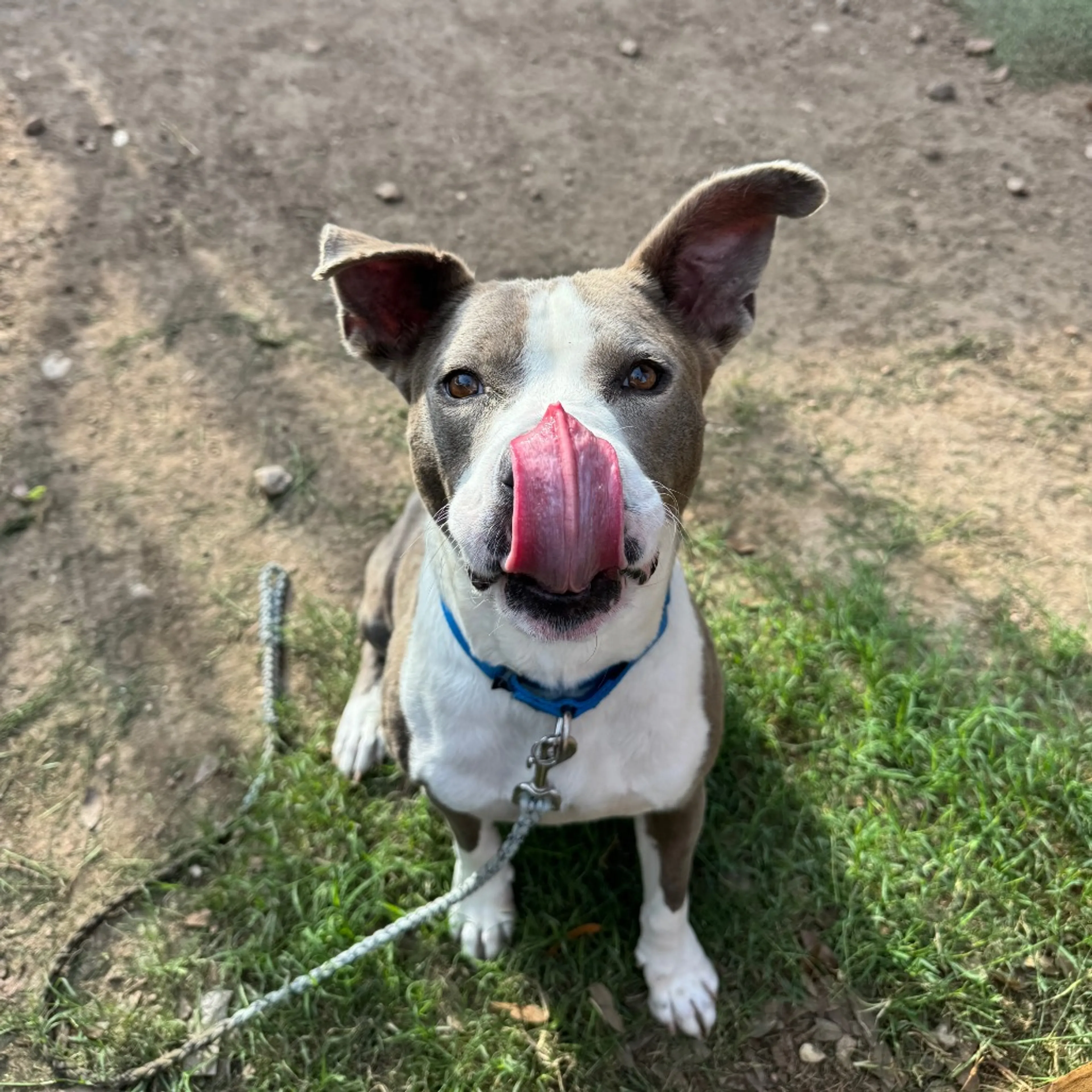 Found pet-13