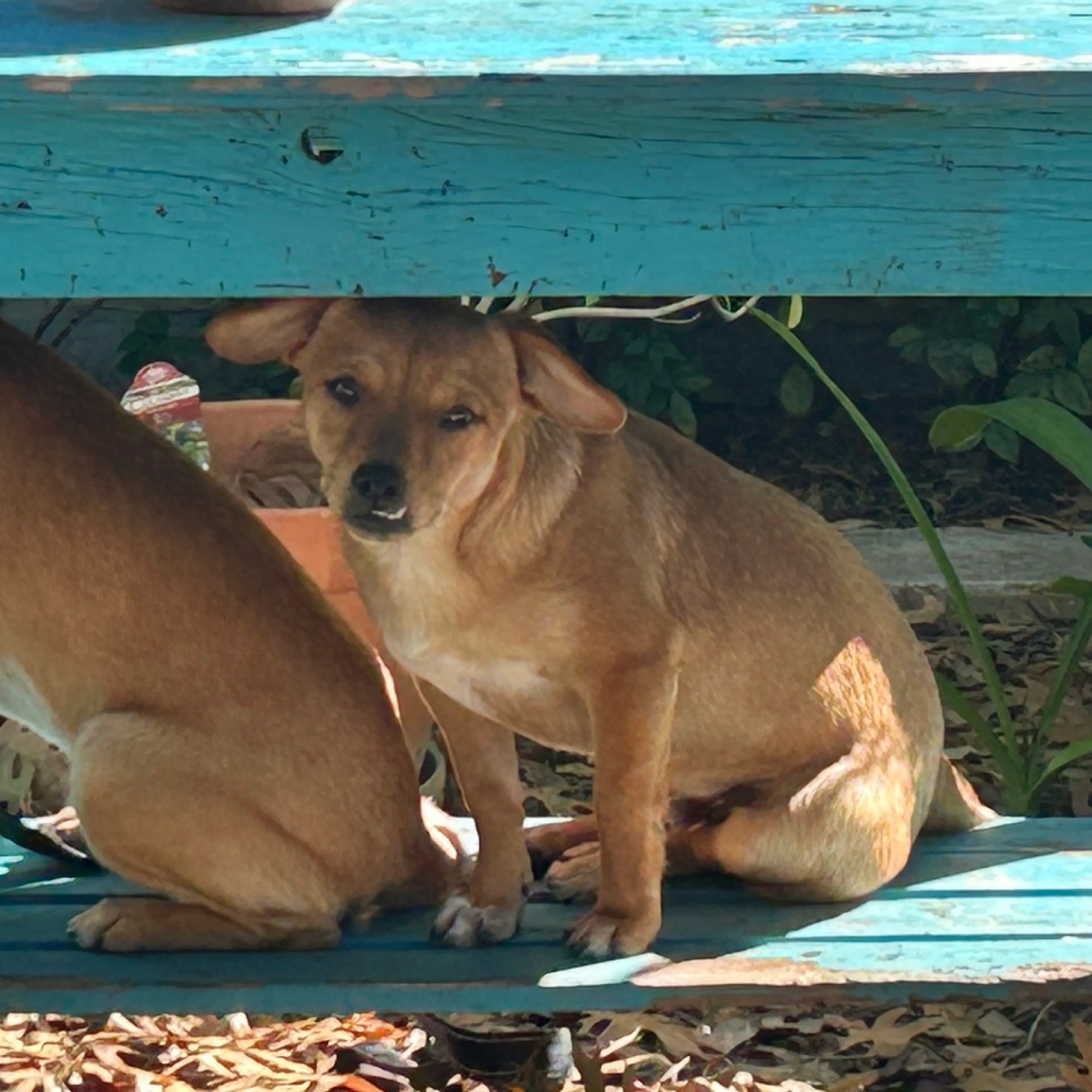 Found pet-2