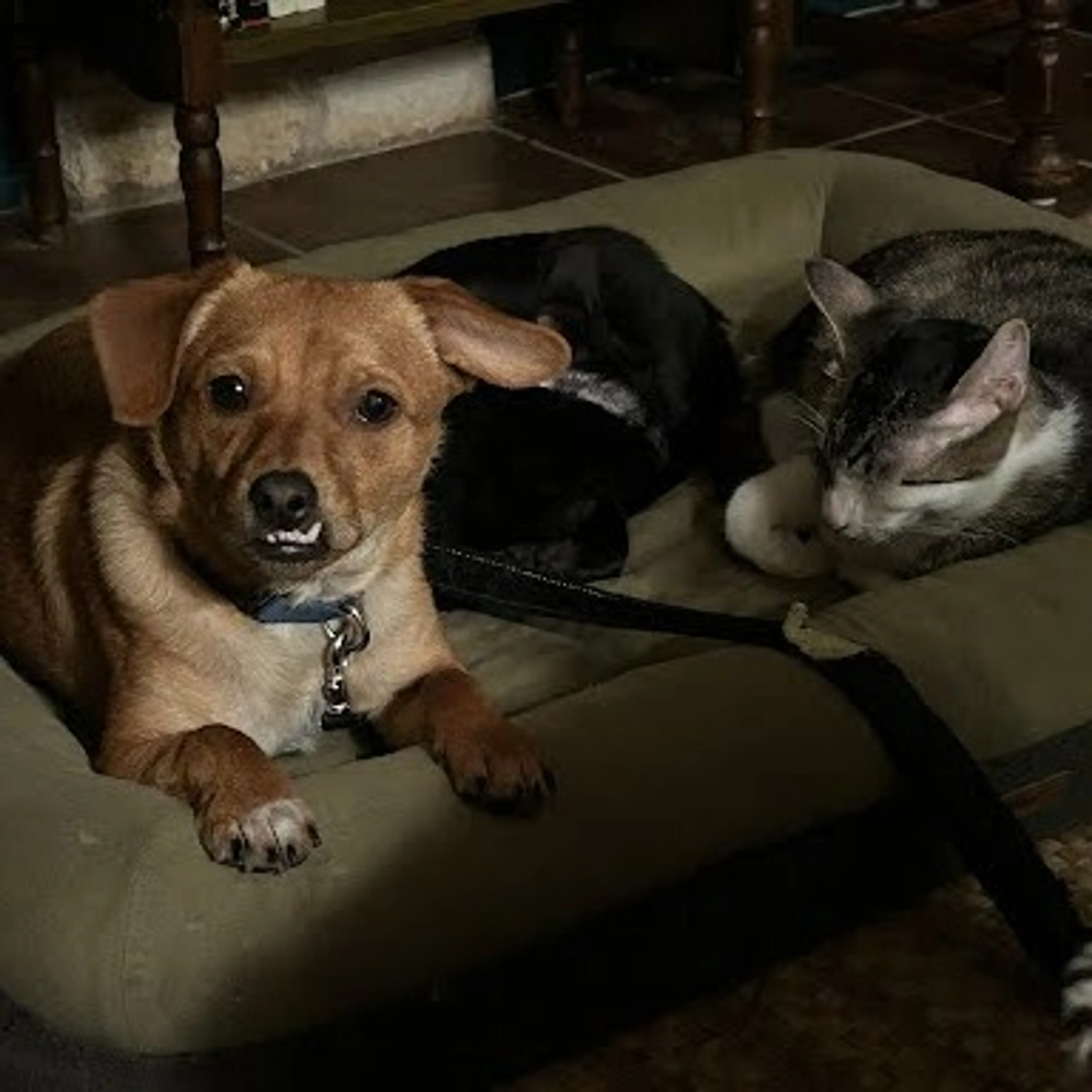 Found pet-3