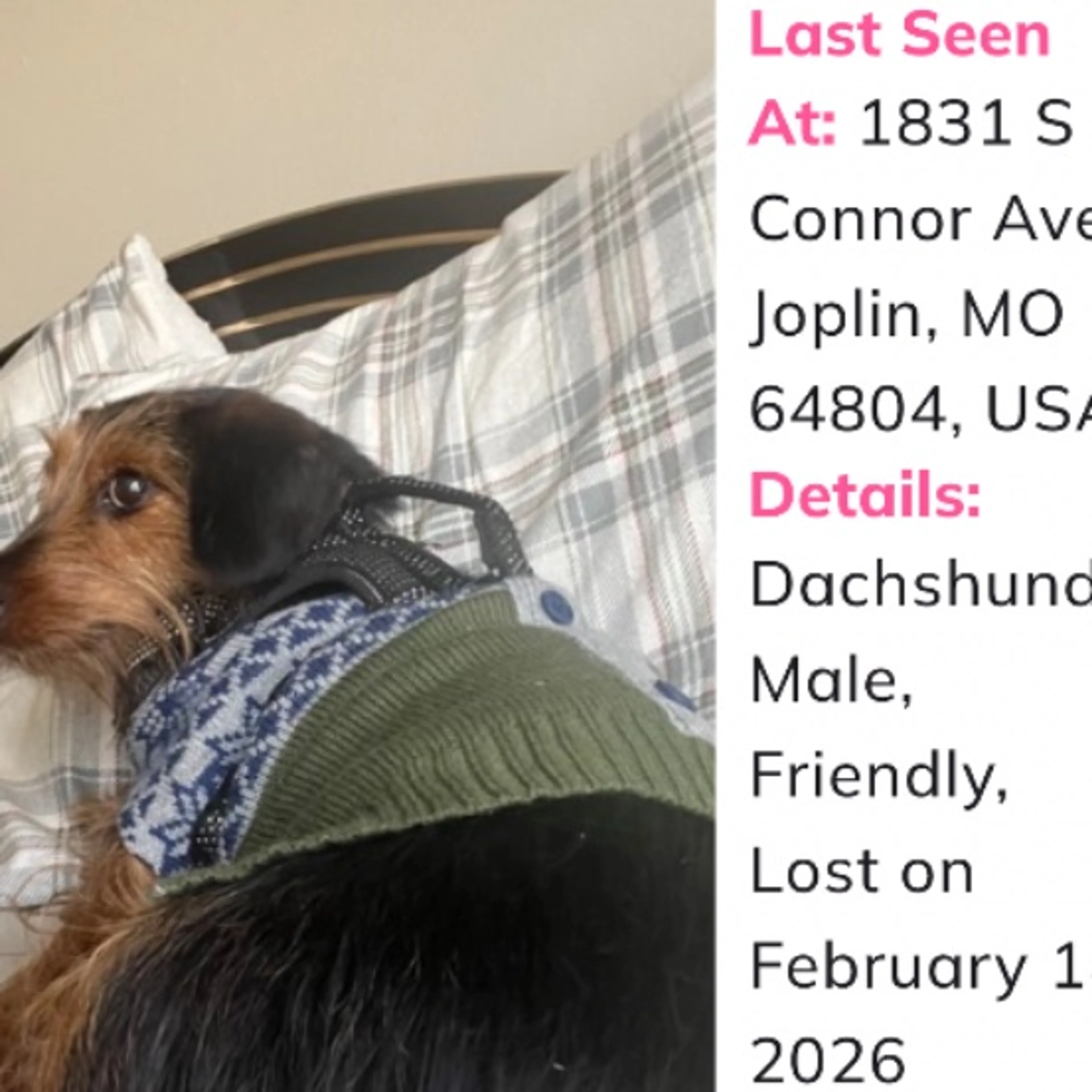 Lost pet