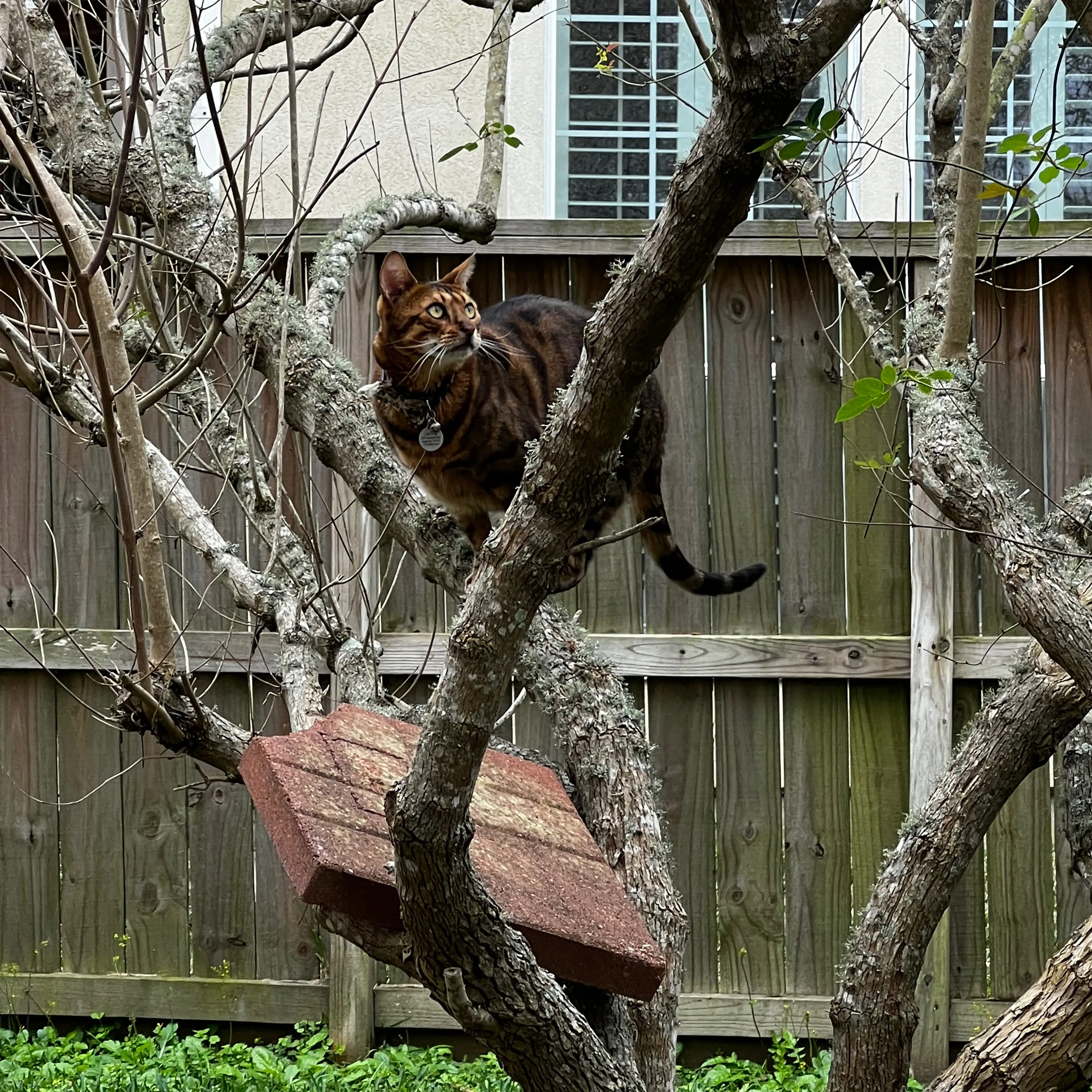 Lost pet-3