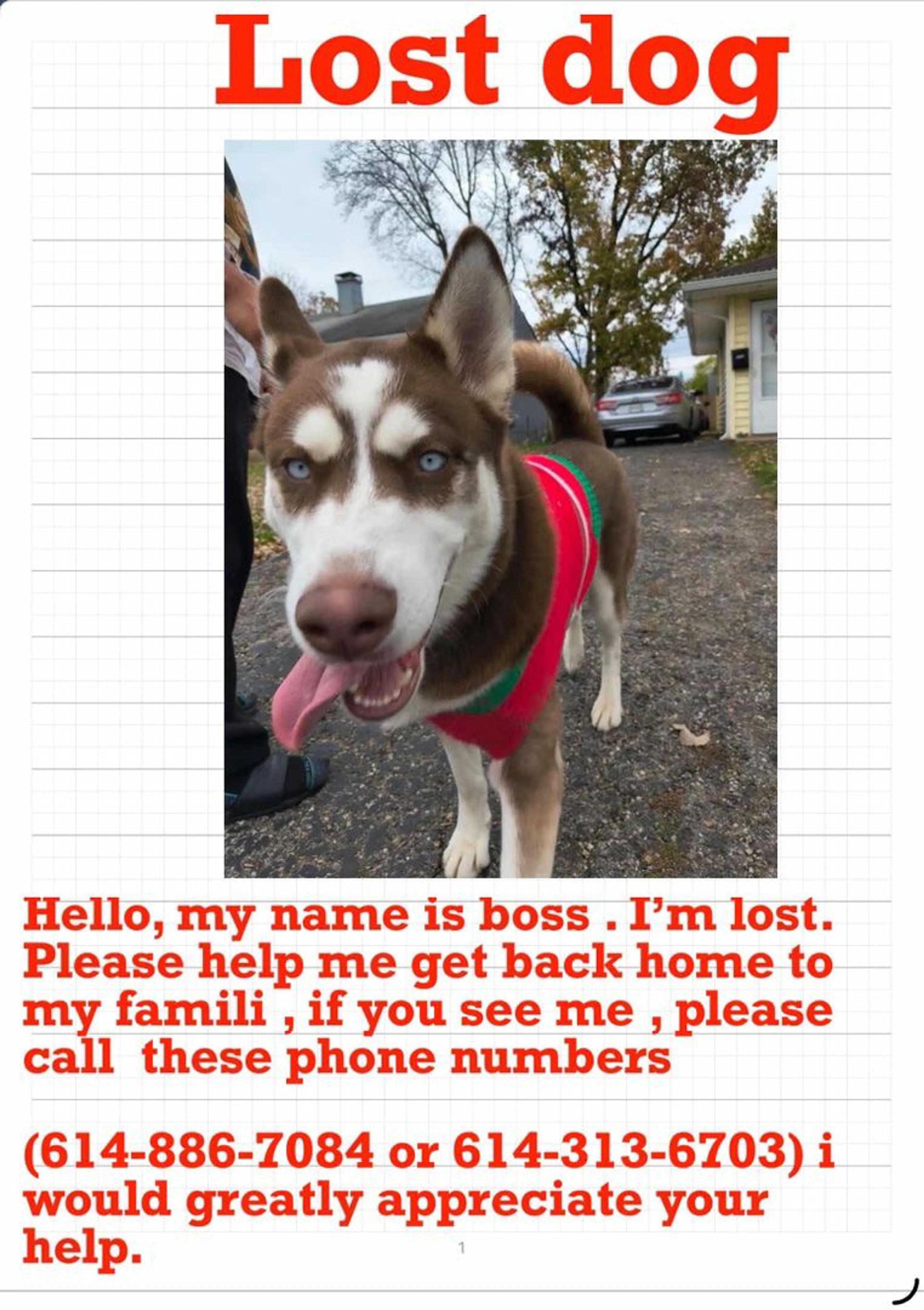 Lost pet