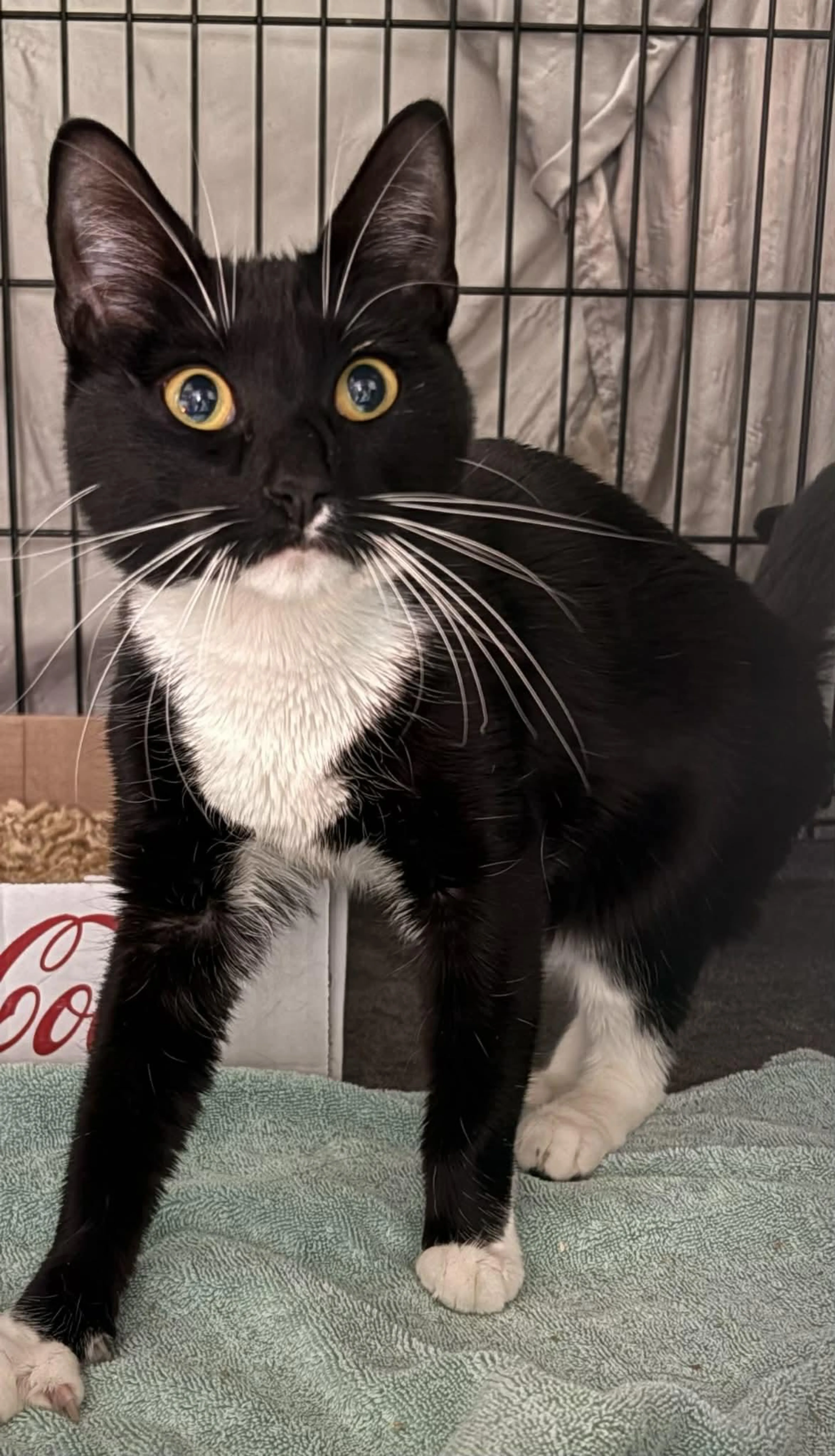 Found pet