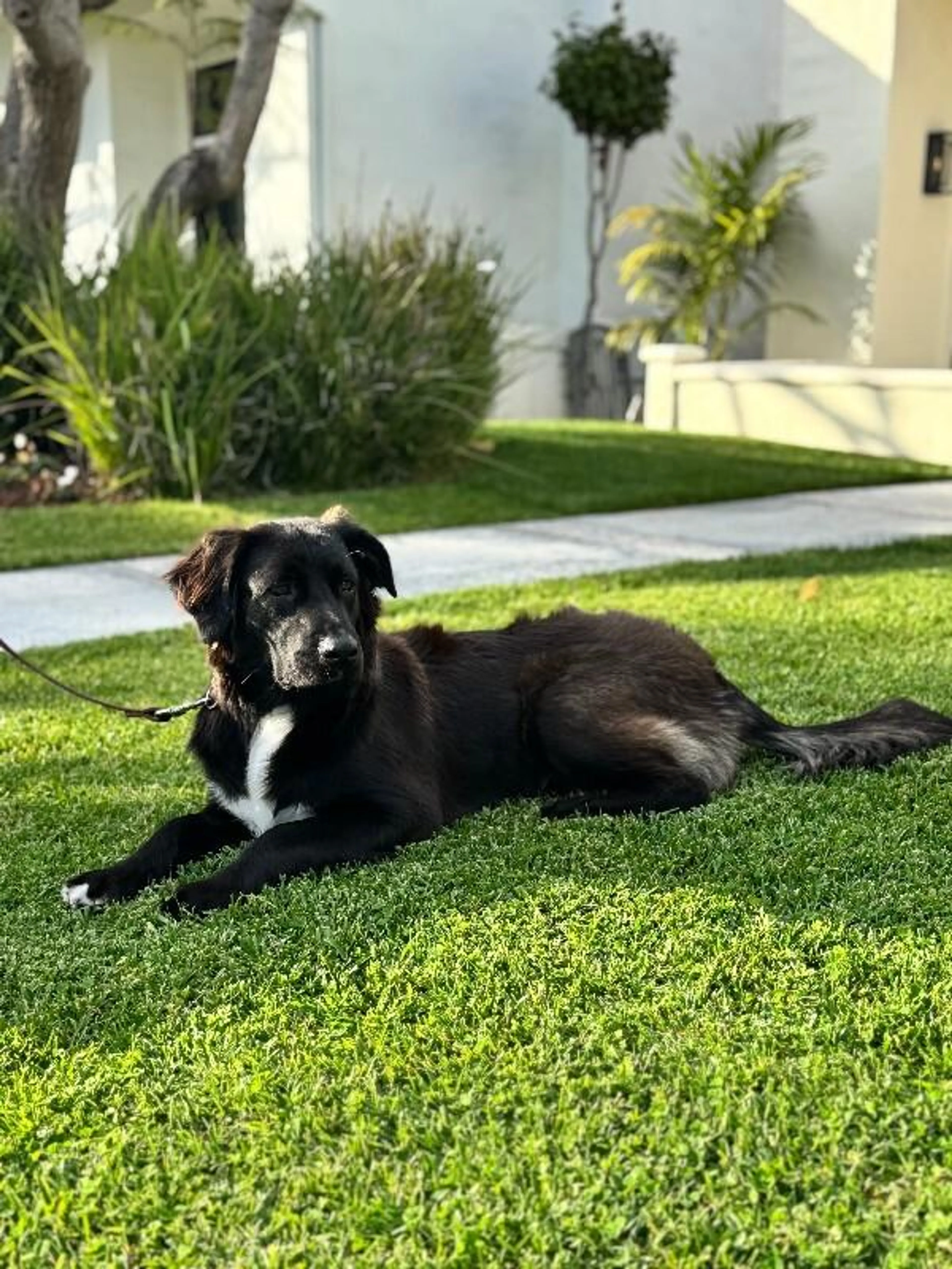 Found pet-1