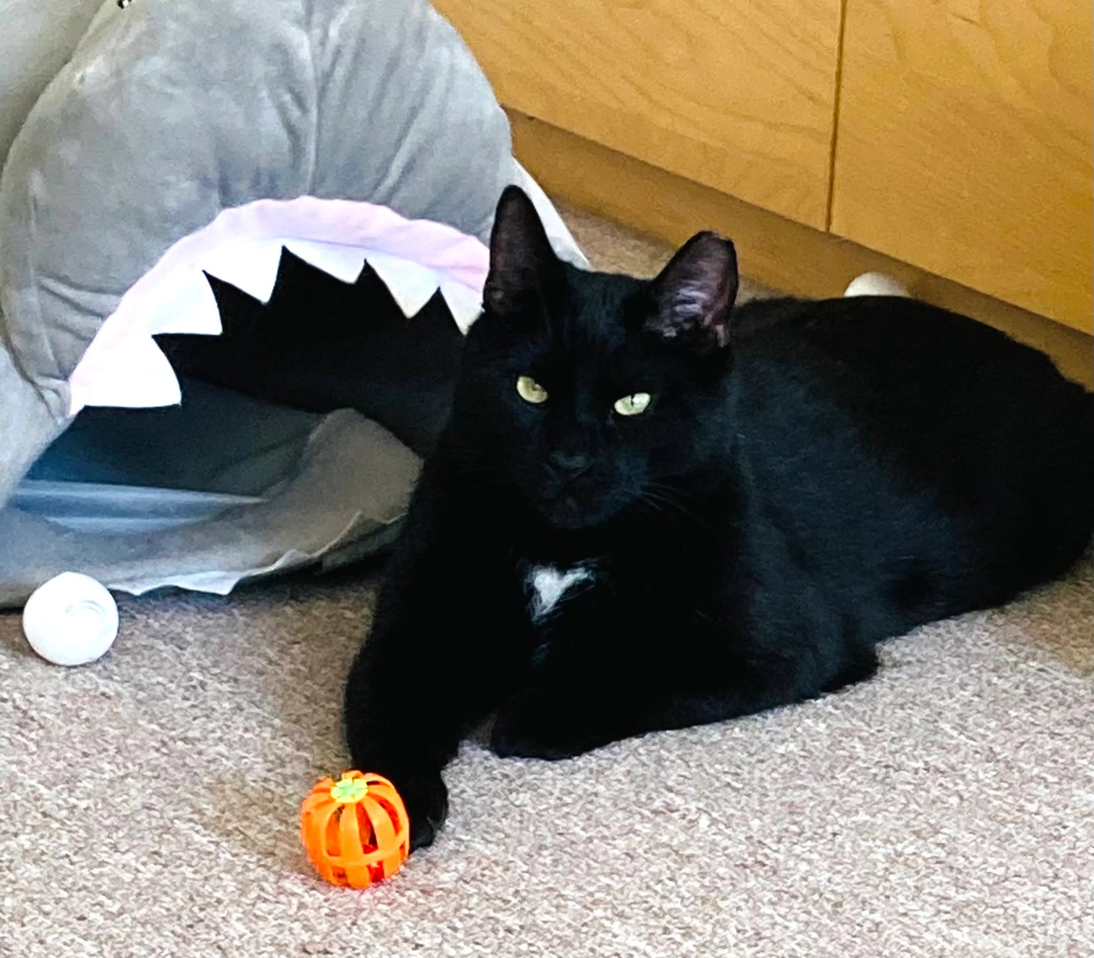 Found pet-3
