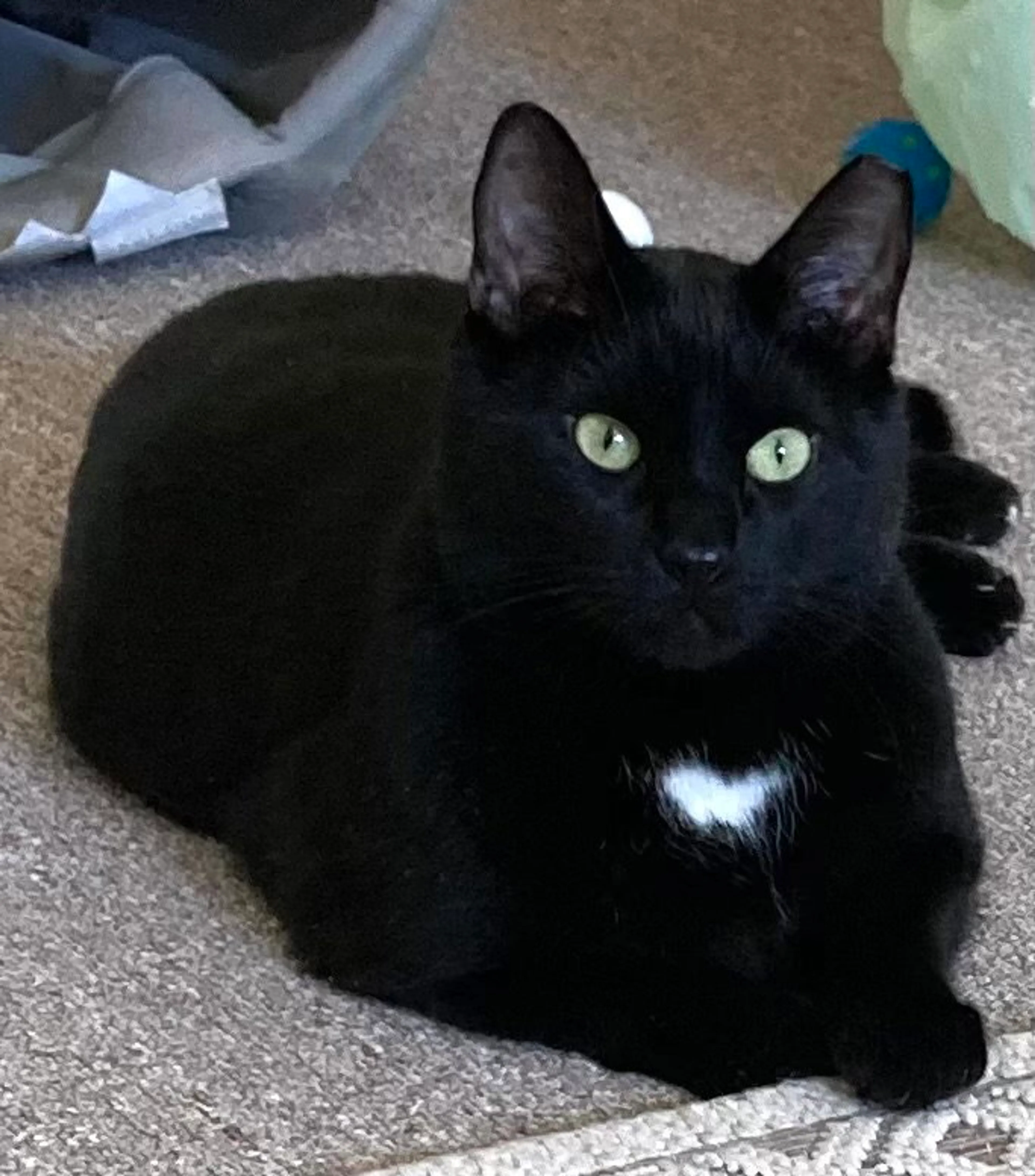 Found pet-1