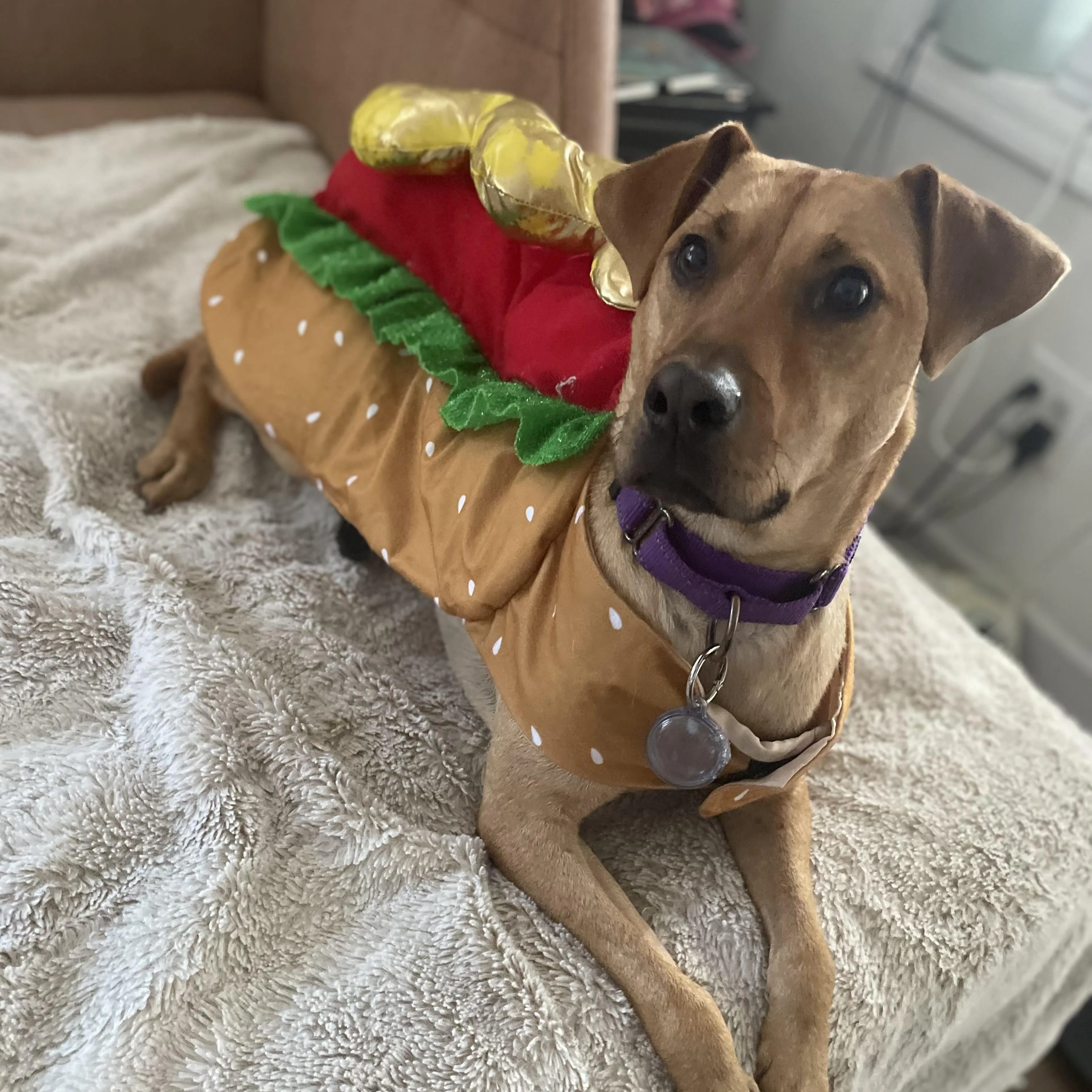 Found pet-4