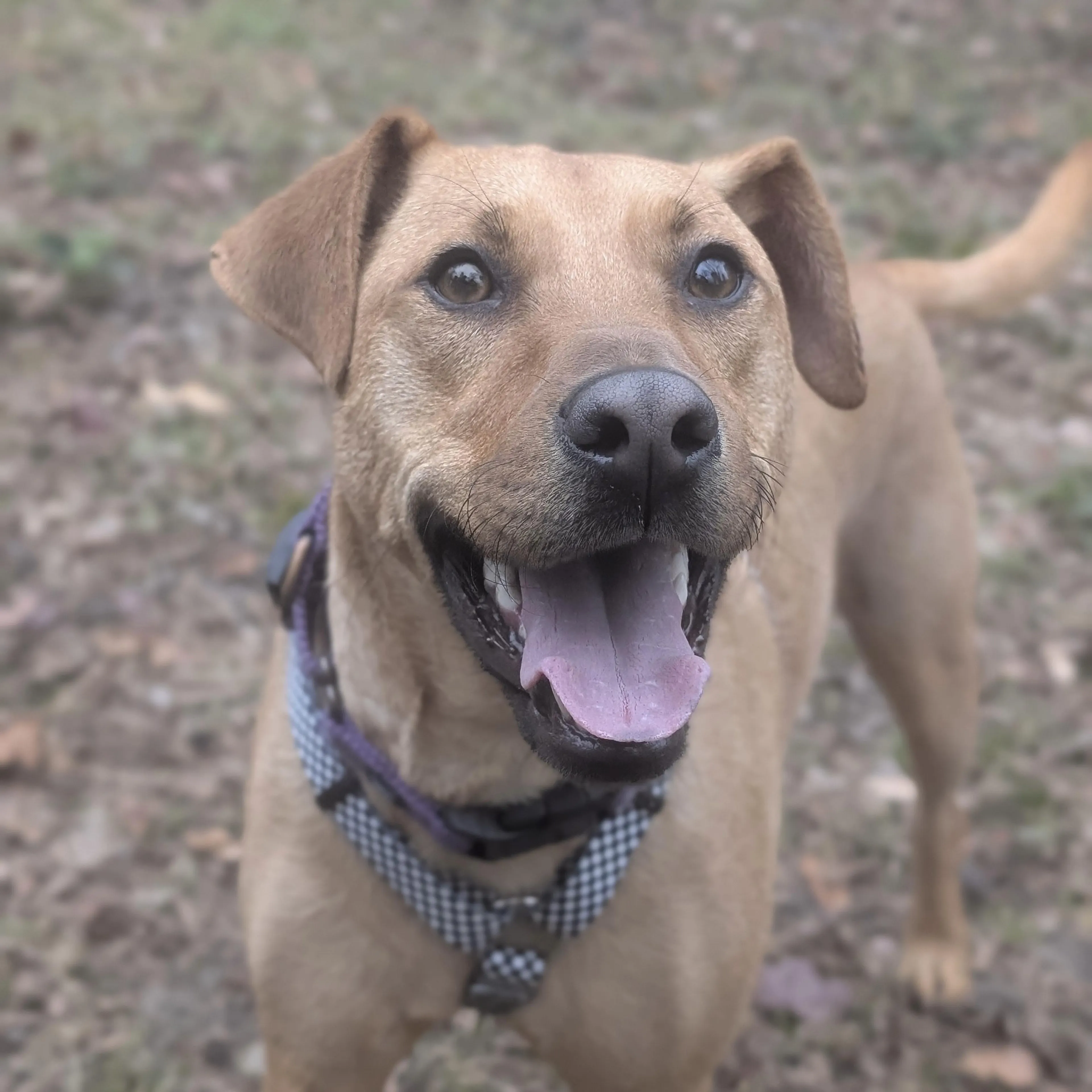 Found pet-1