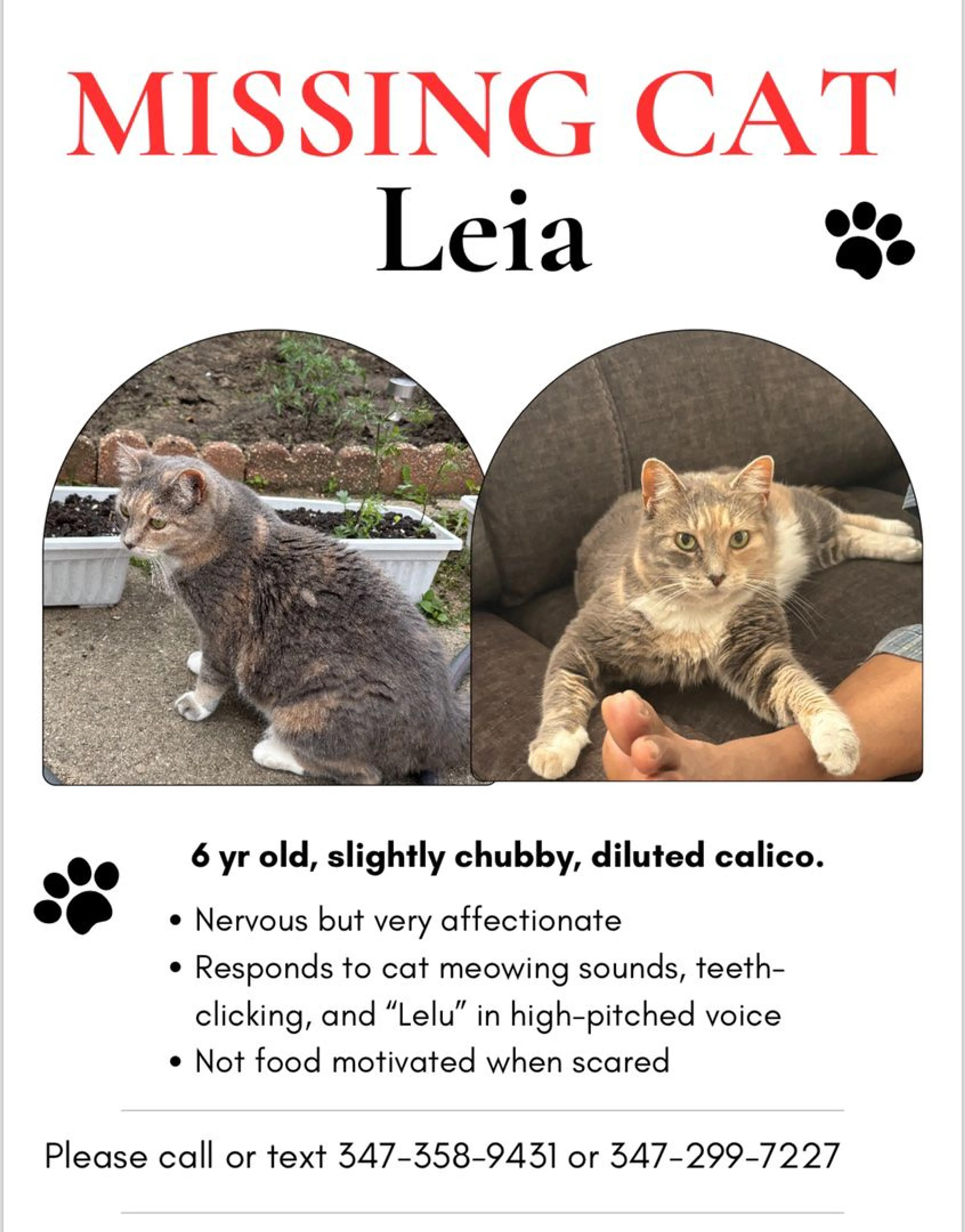 Lost pet-1