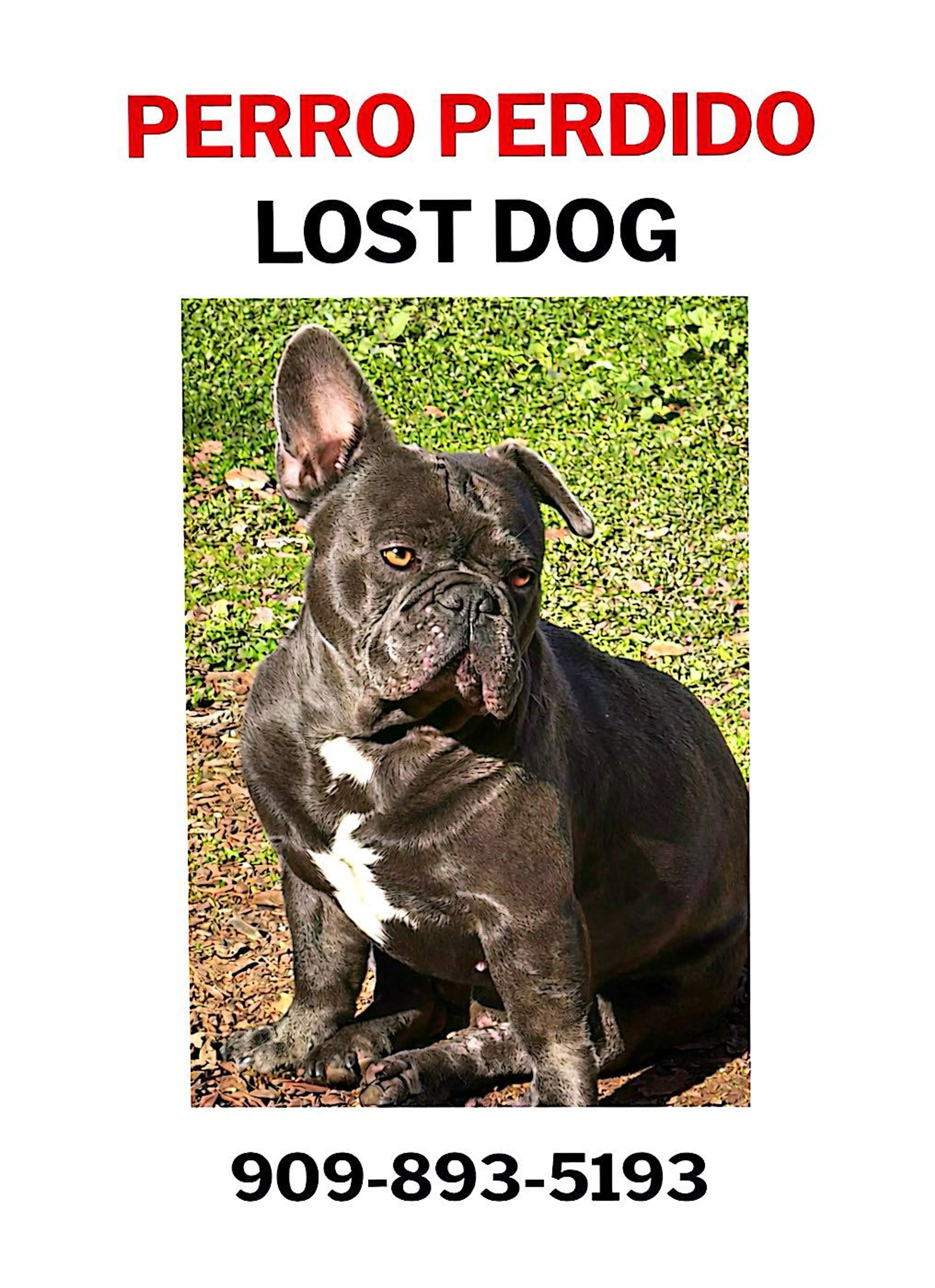 Lost pet-0