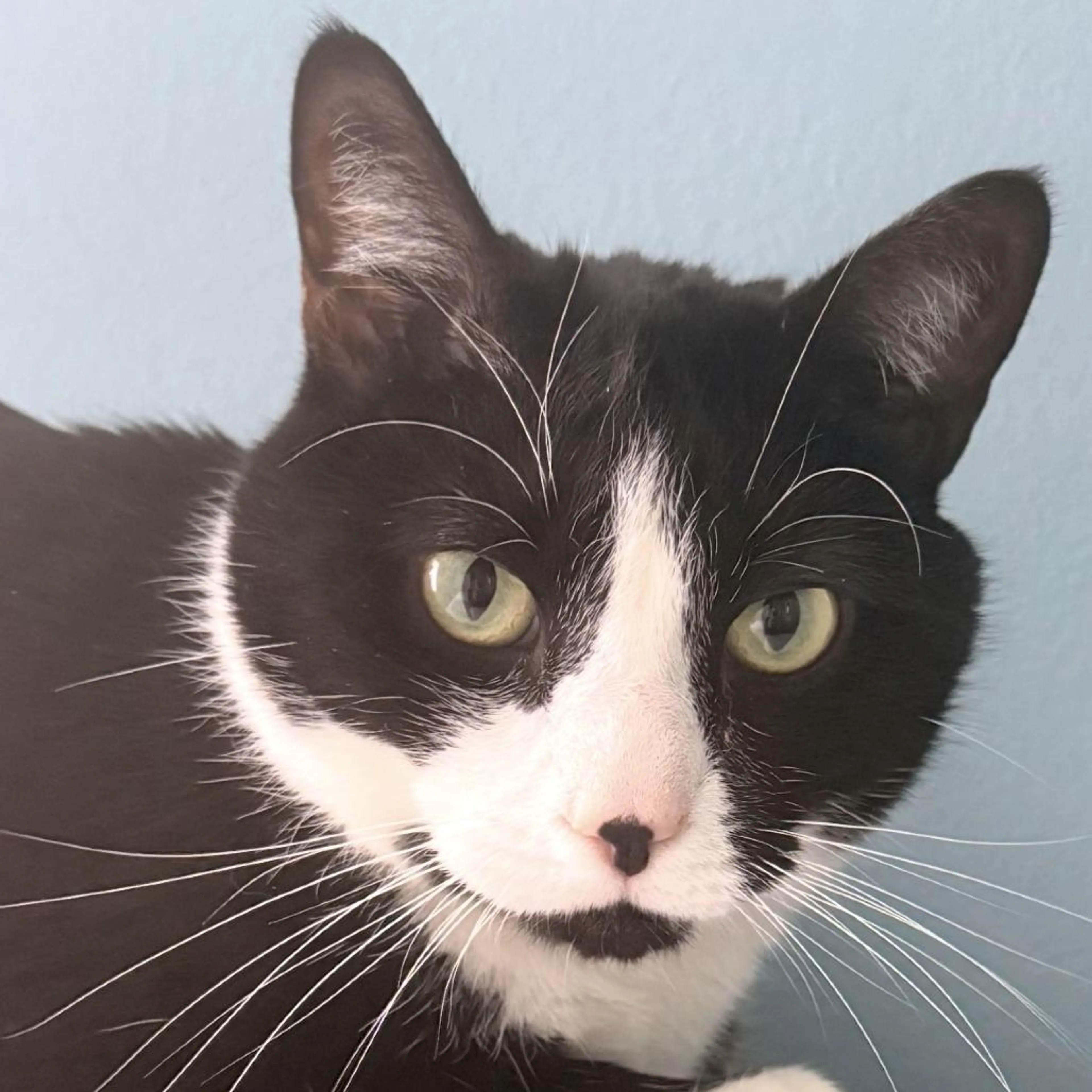 Found pet-2