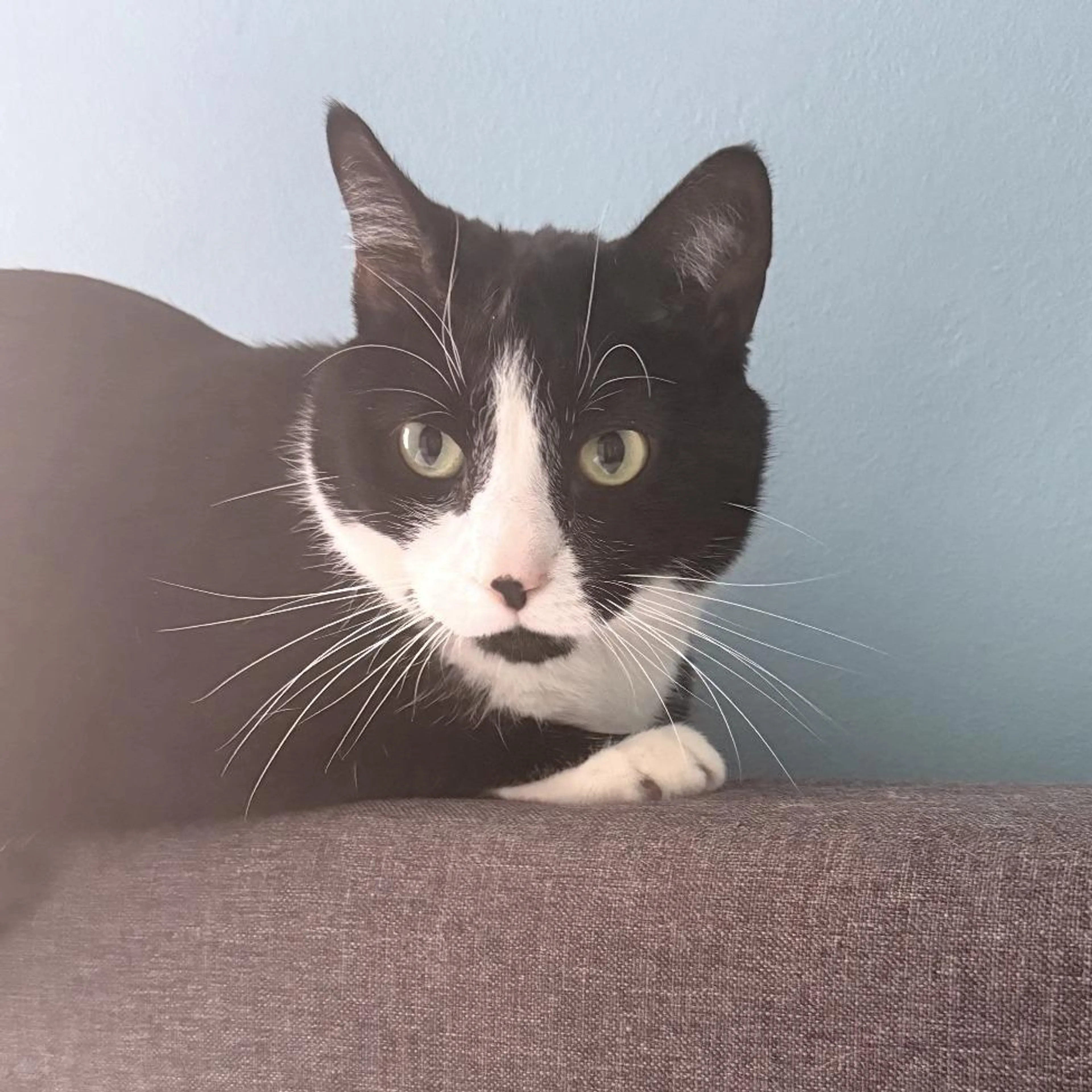 Found pet-1