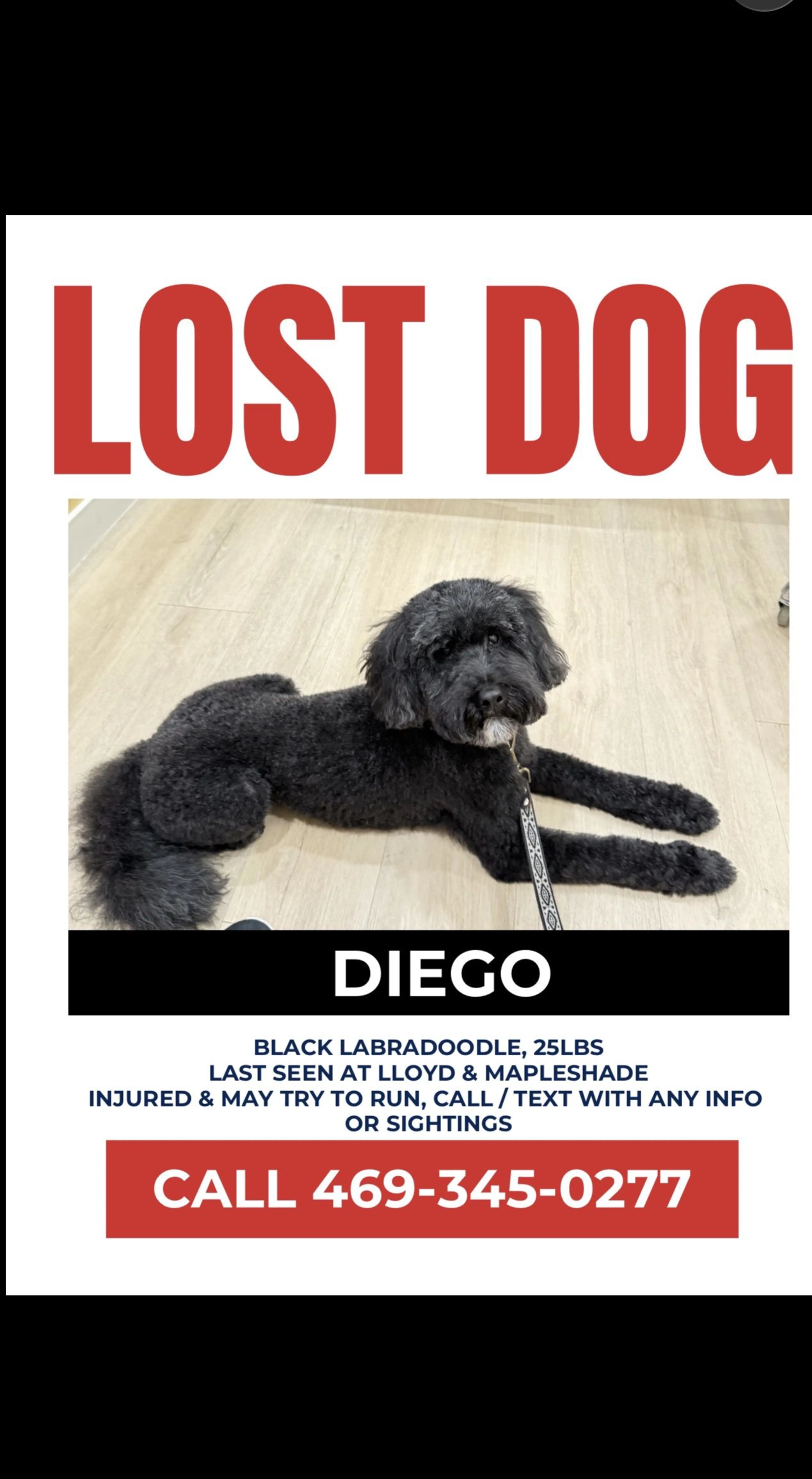 Lost pet
