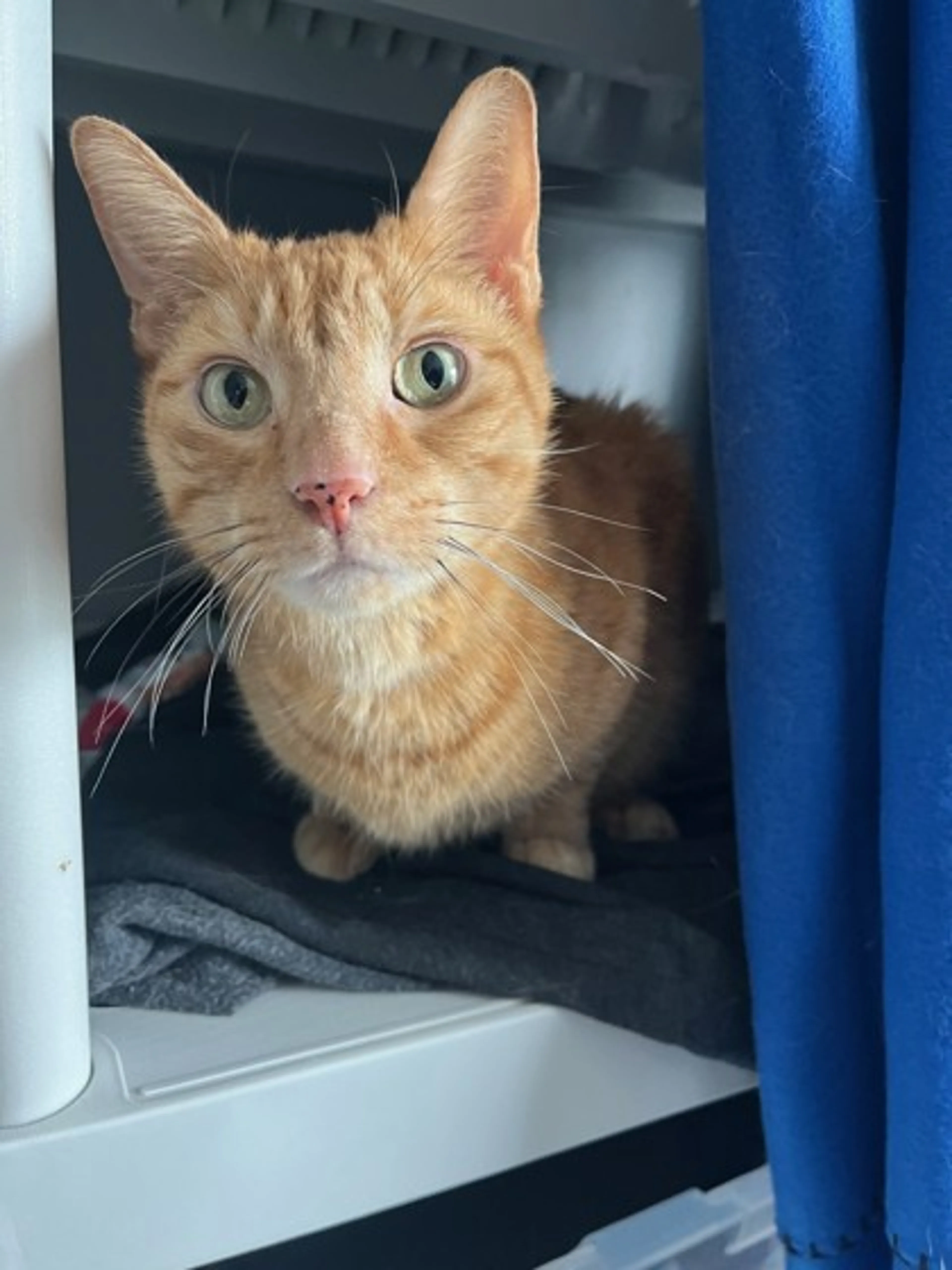 Found pet-0
