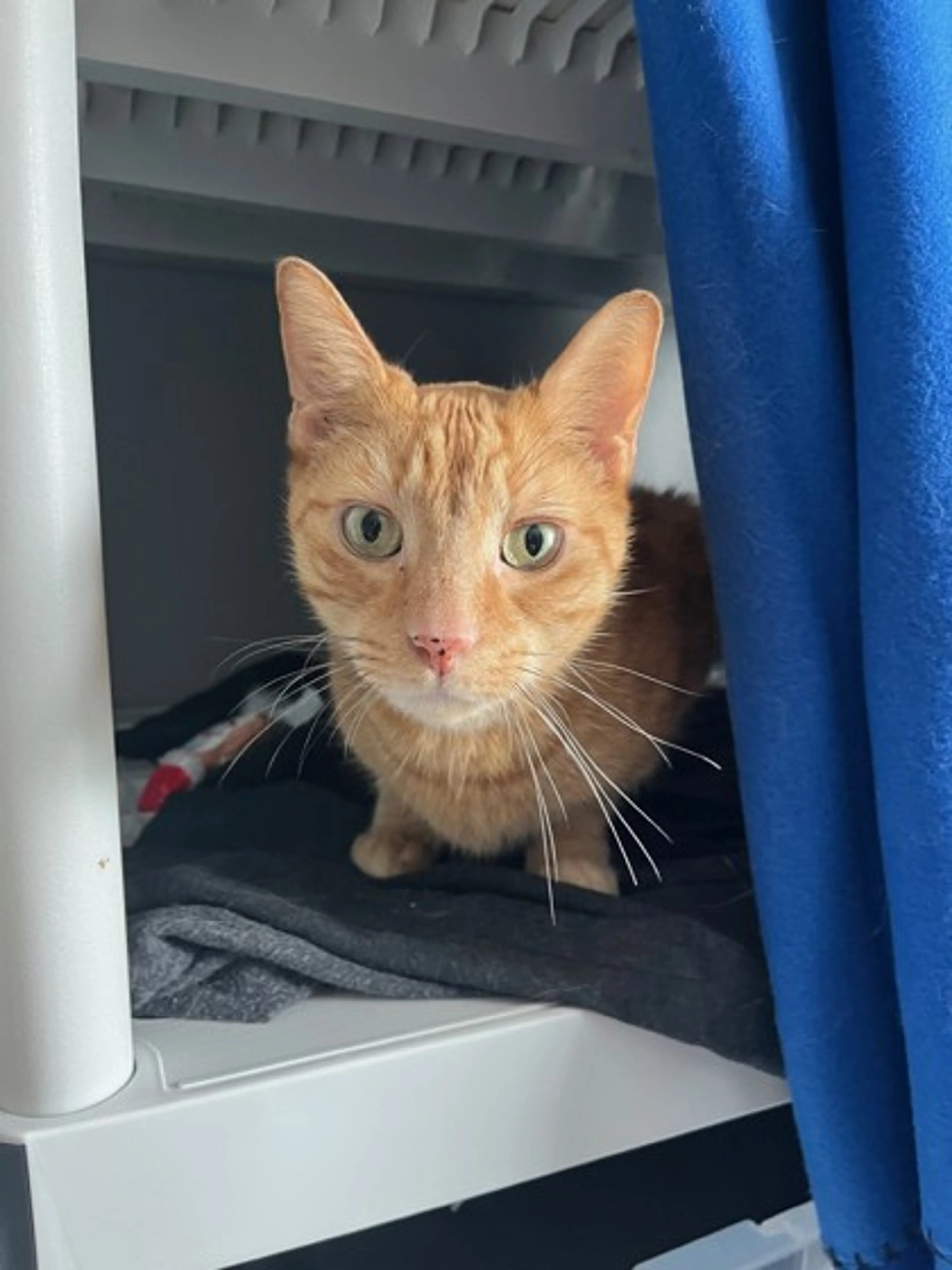 Found pet-1