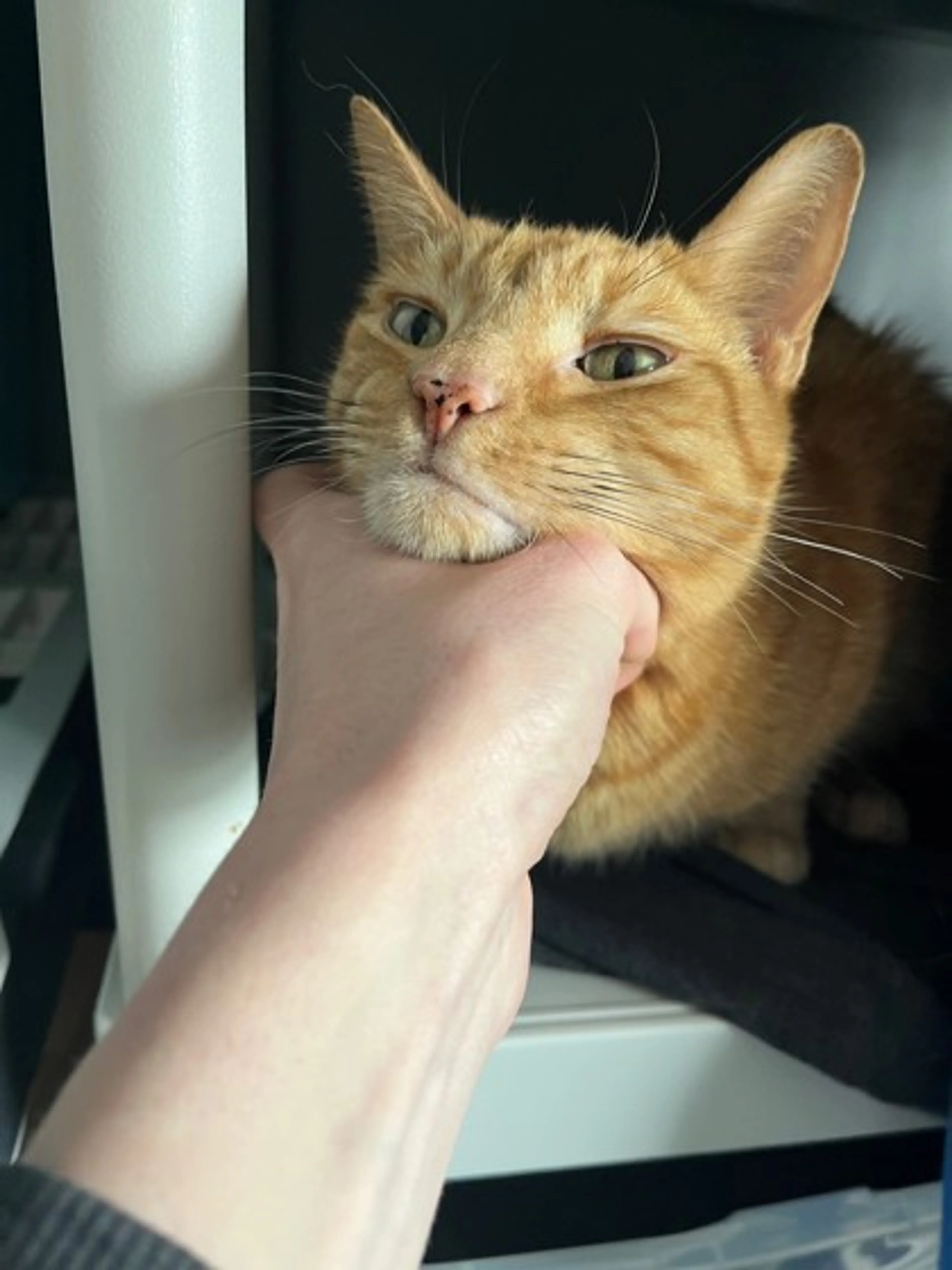 Found pet-2