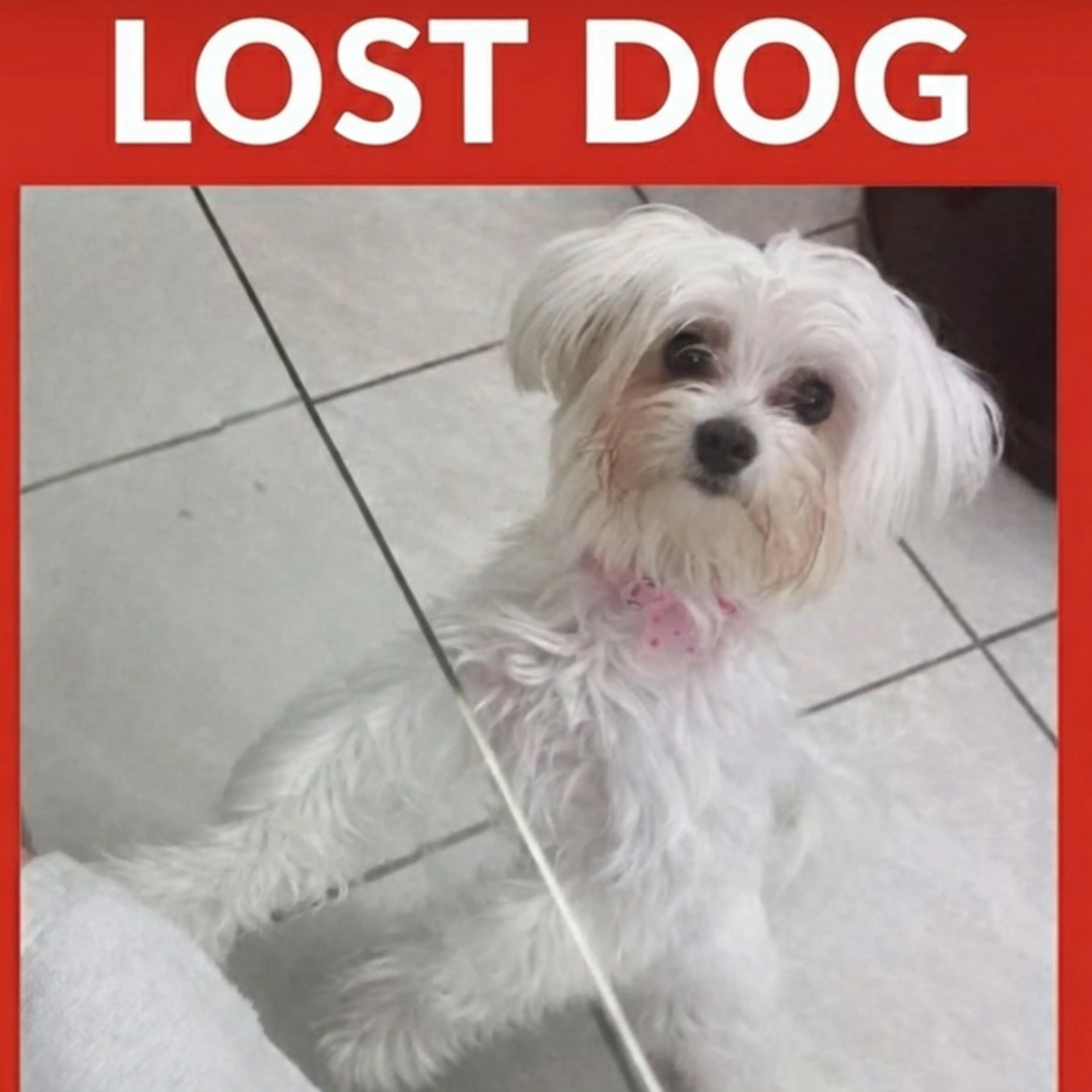 Lost pet