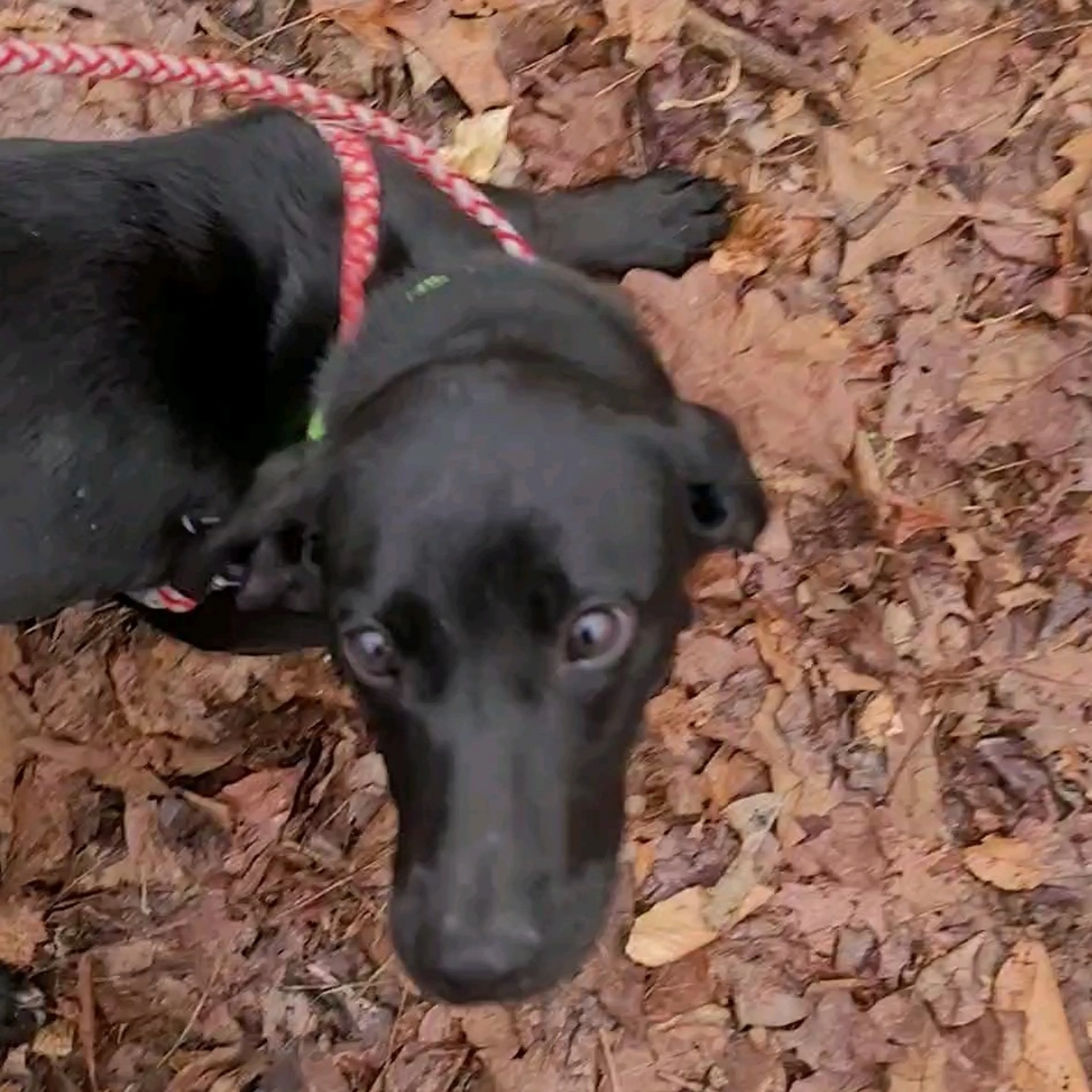 Found pet-1