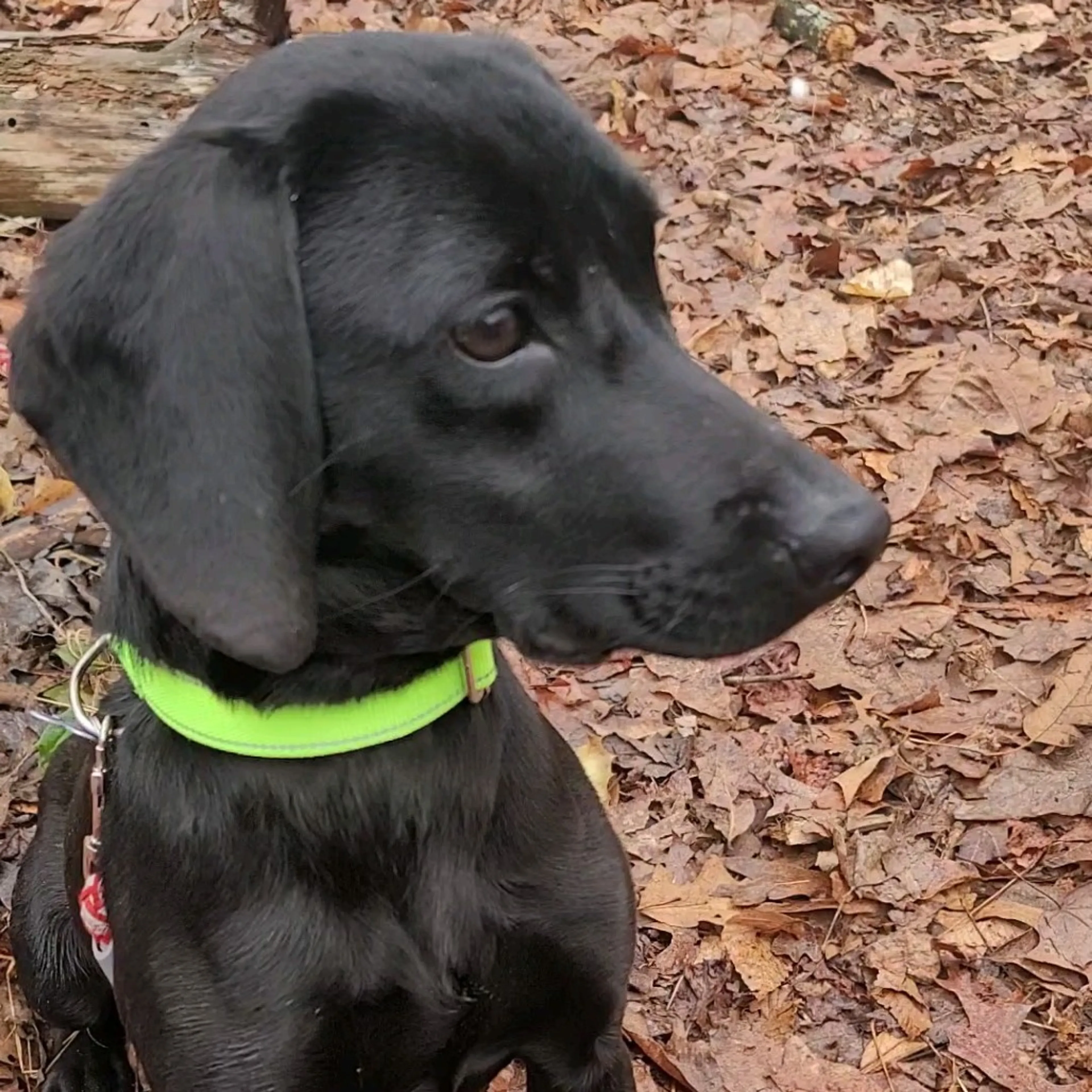 Found pet-2