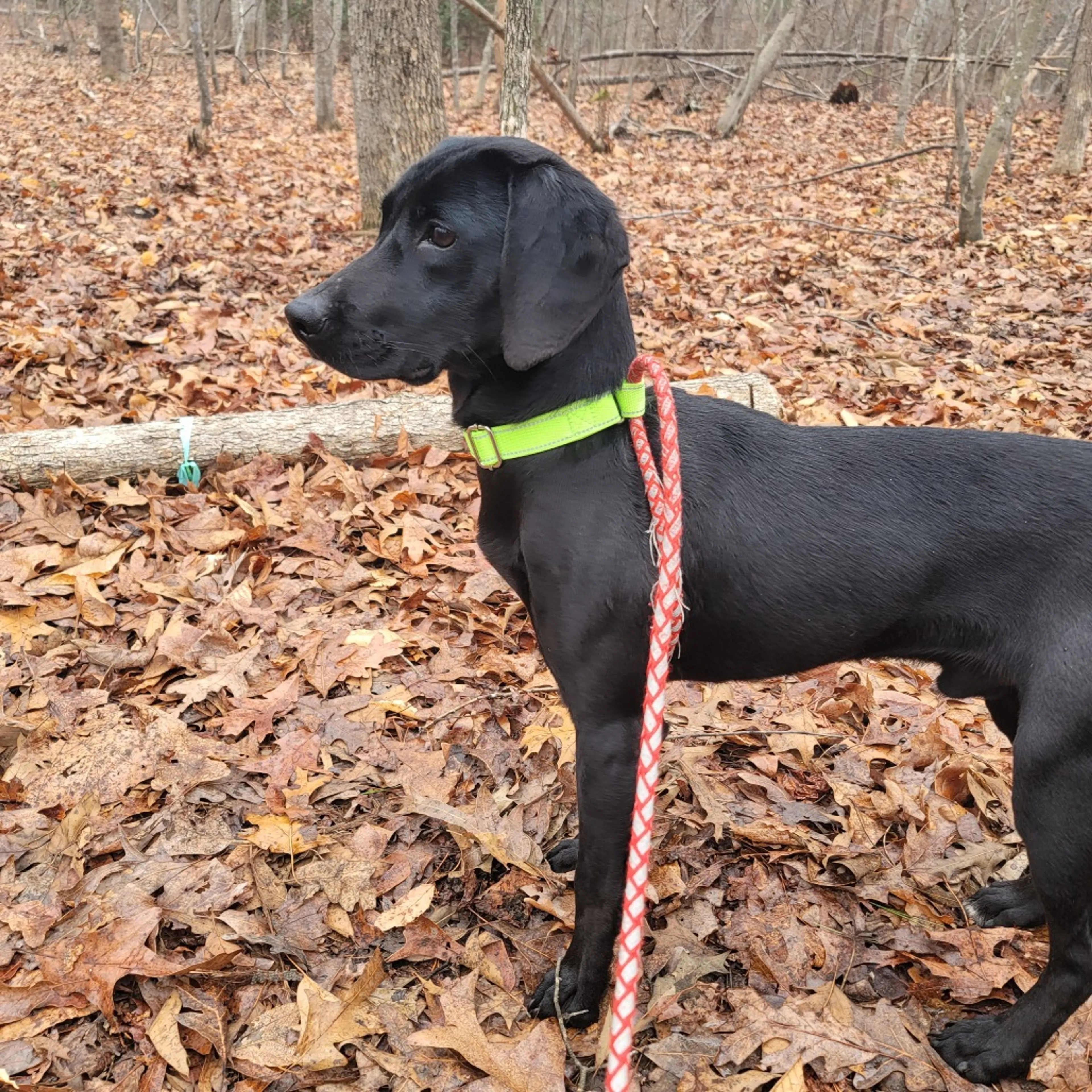 Found pet-3