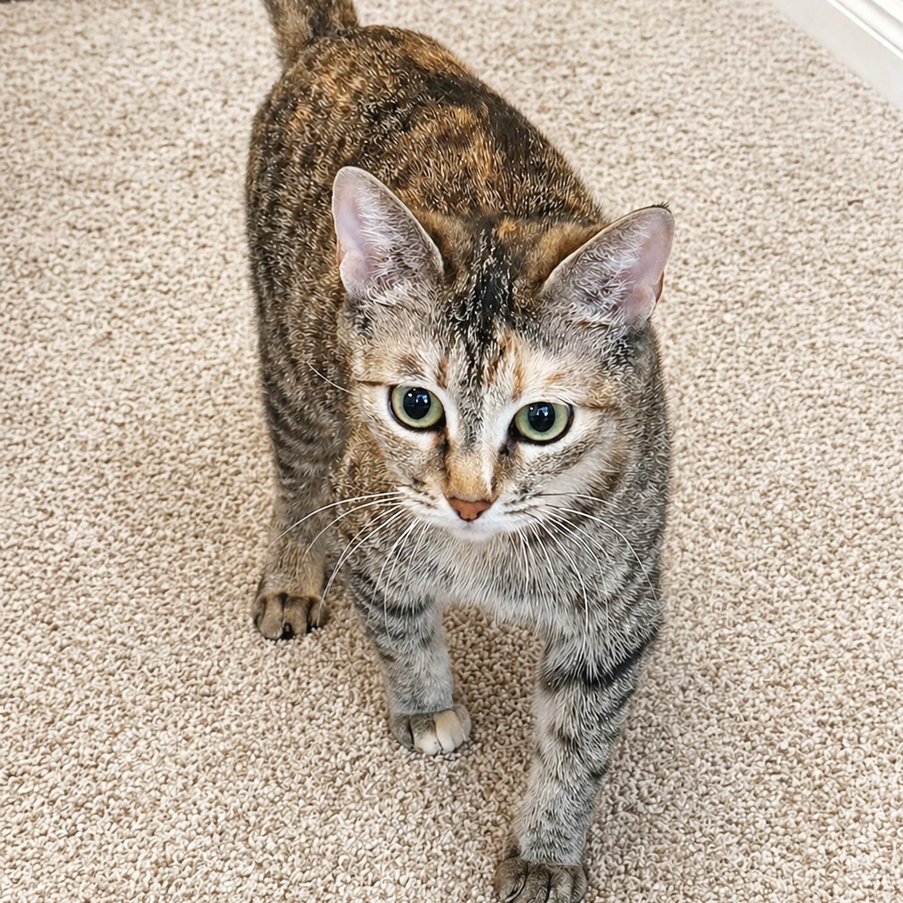 Found pet-1