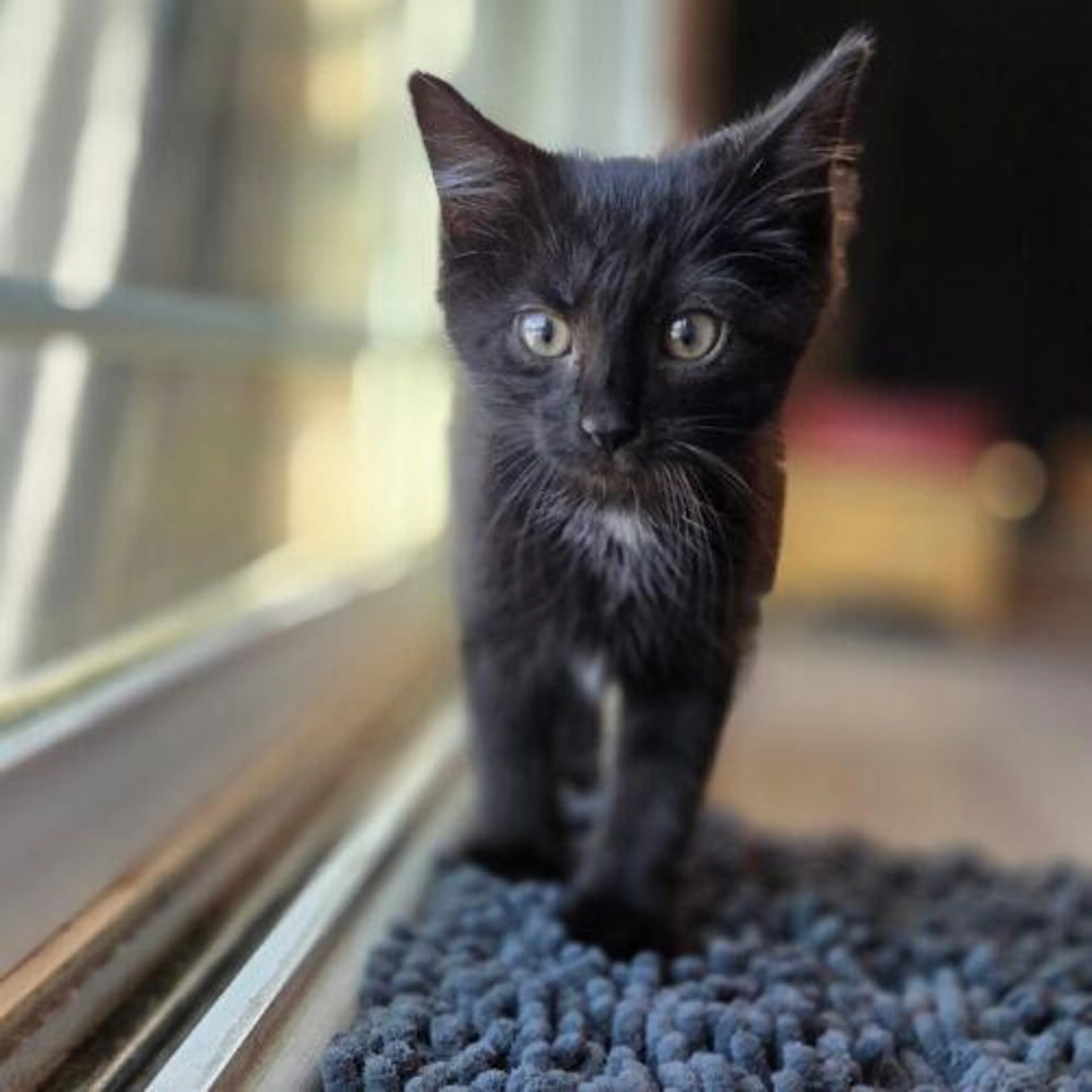 Found pet-0