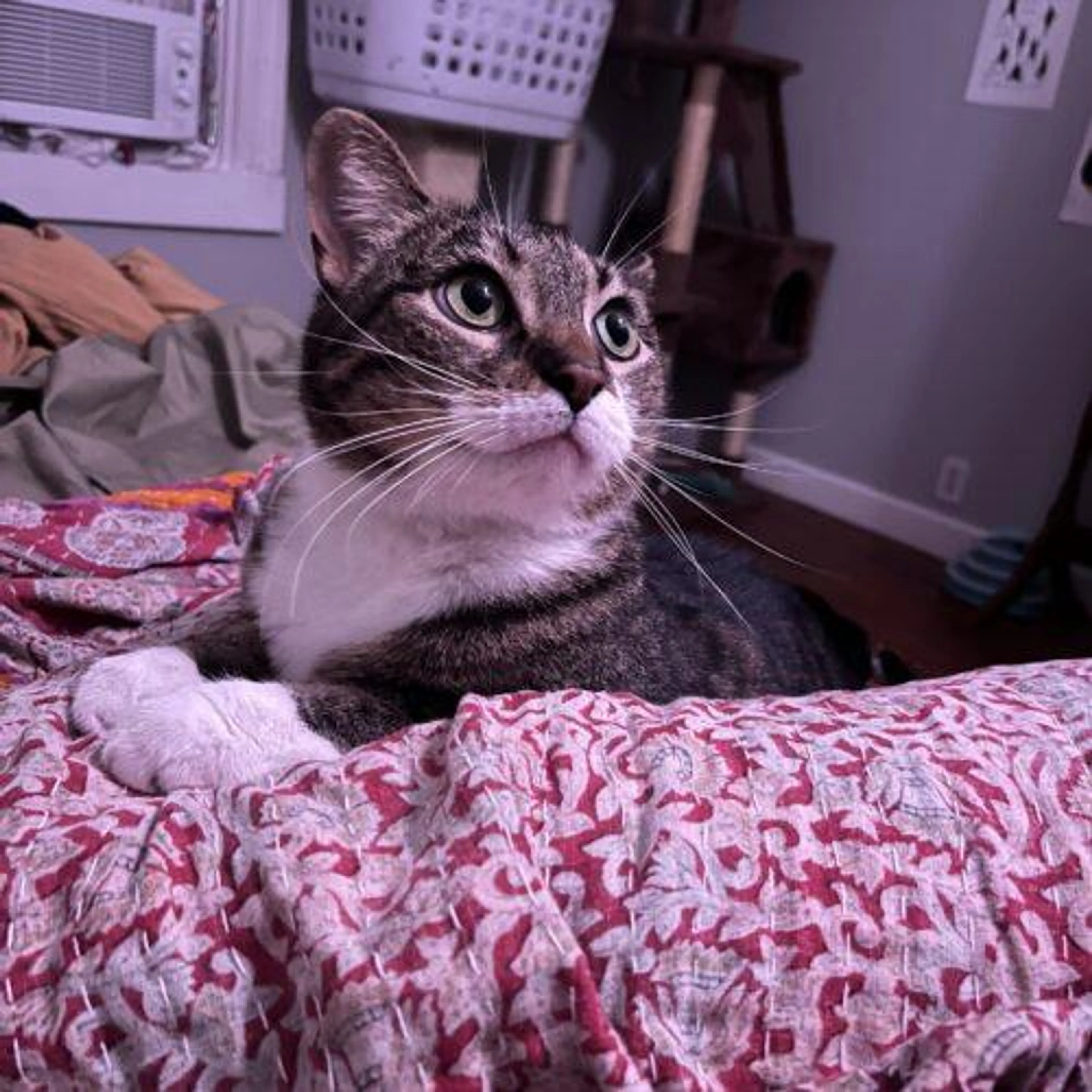 Found pet-1