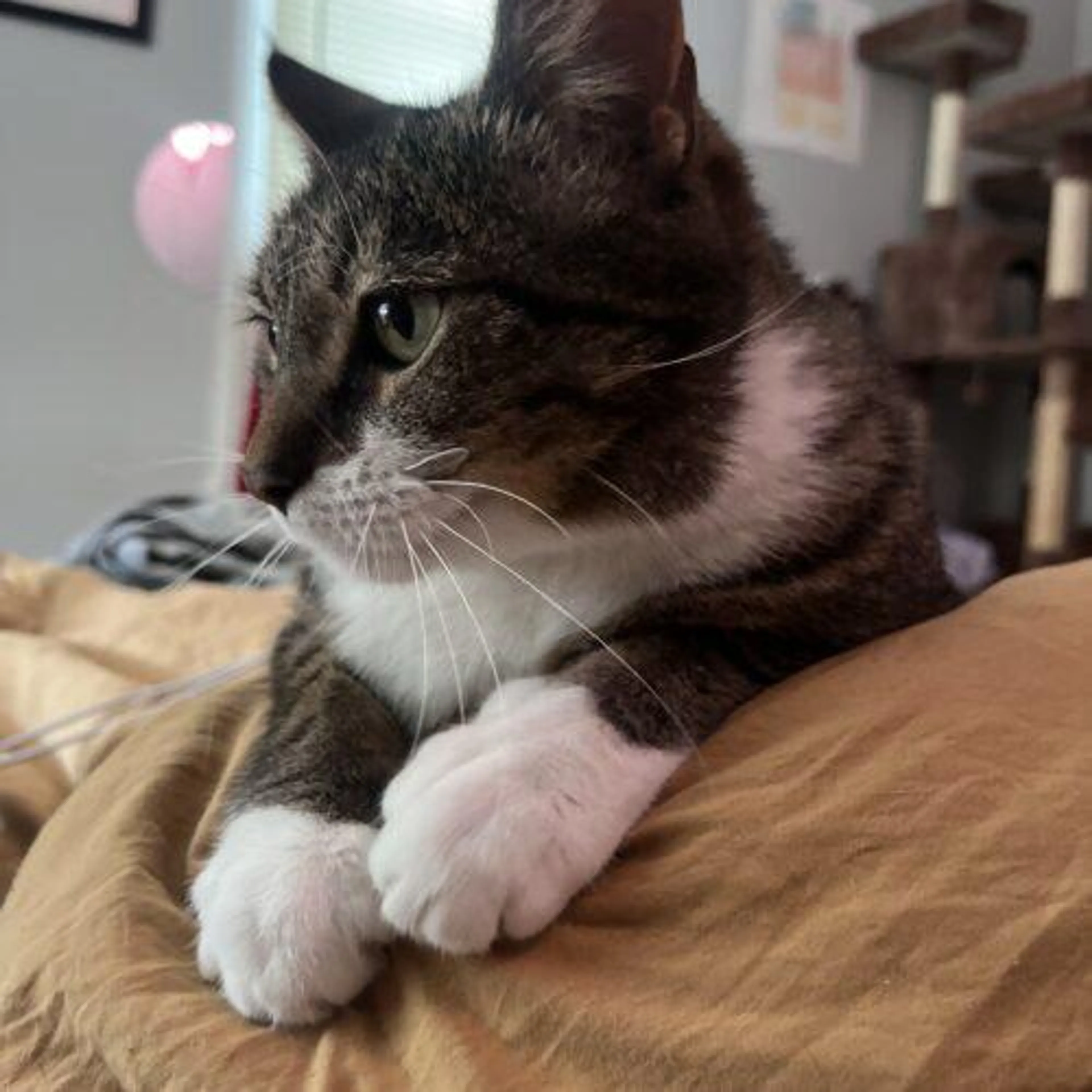 Found pet-2