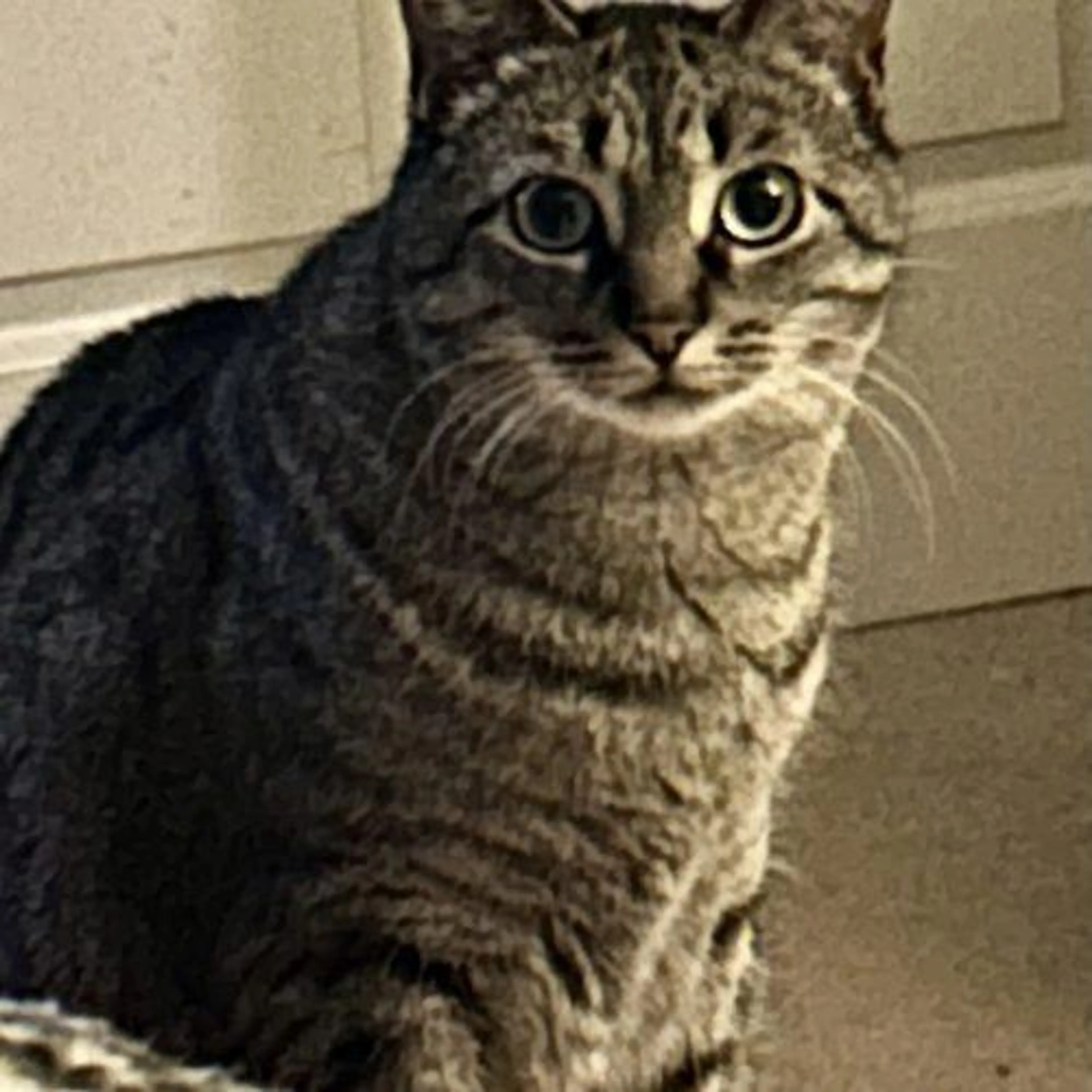 Found pet-3
