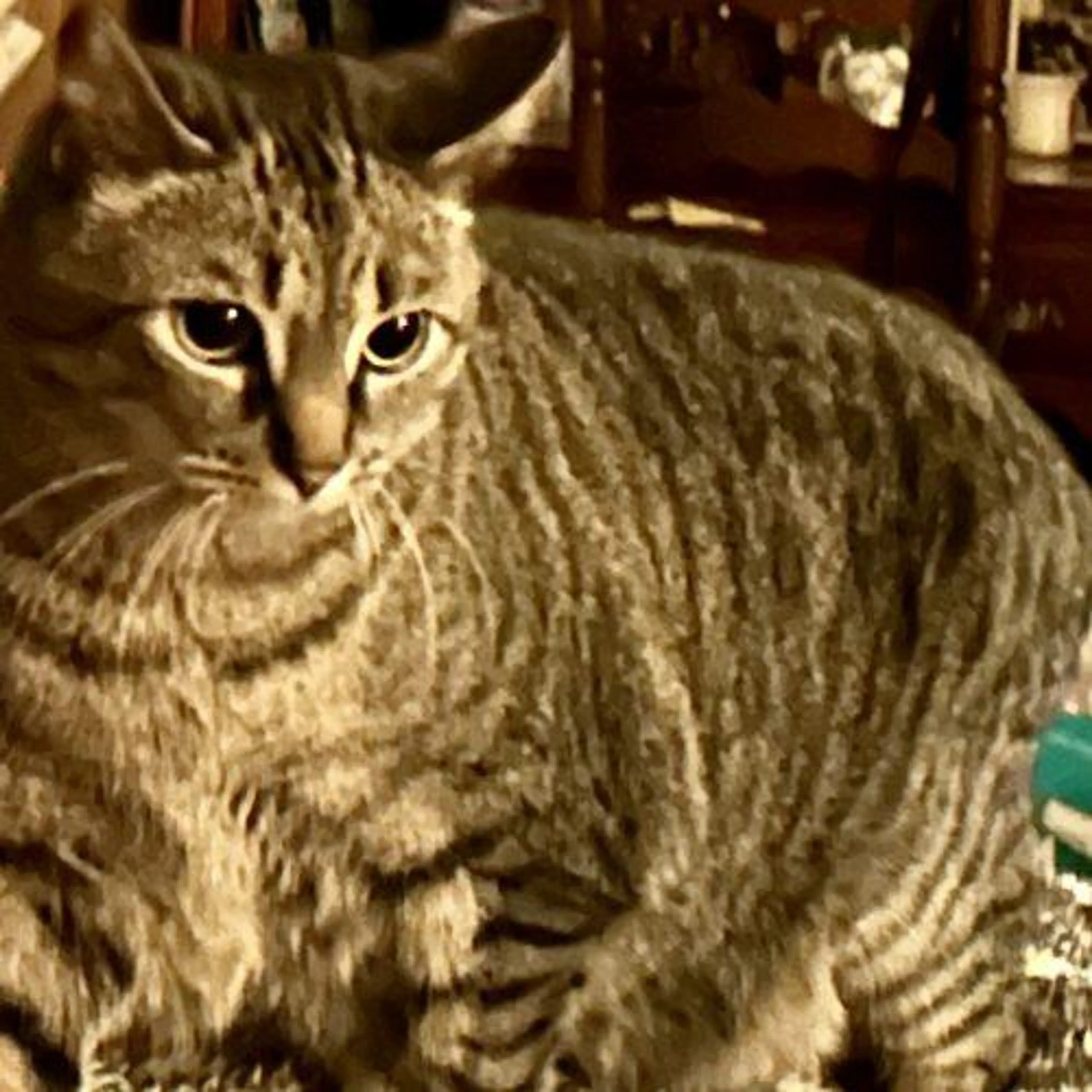 Found pet-1
