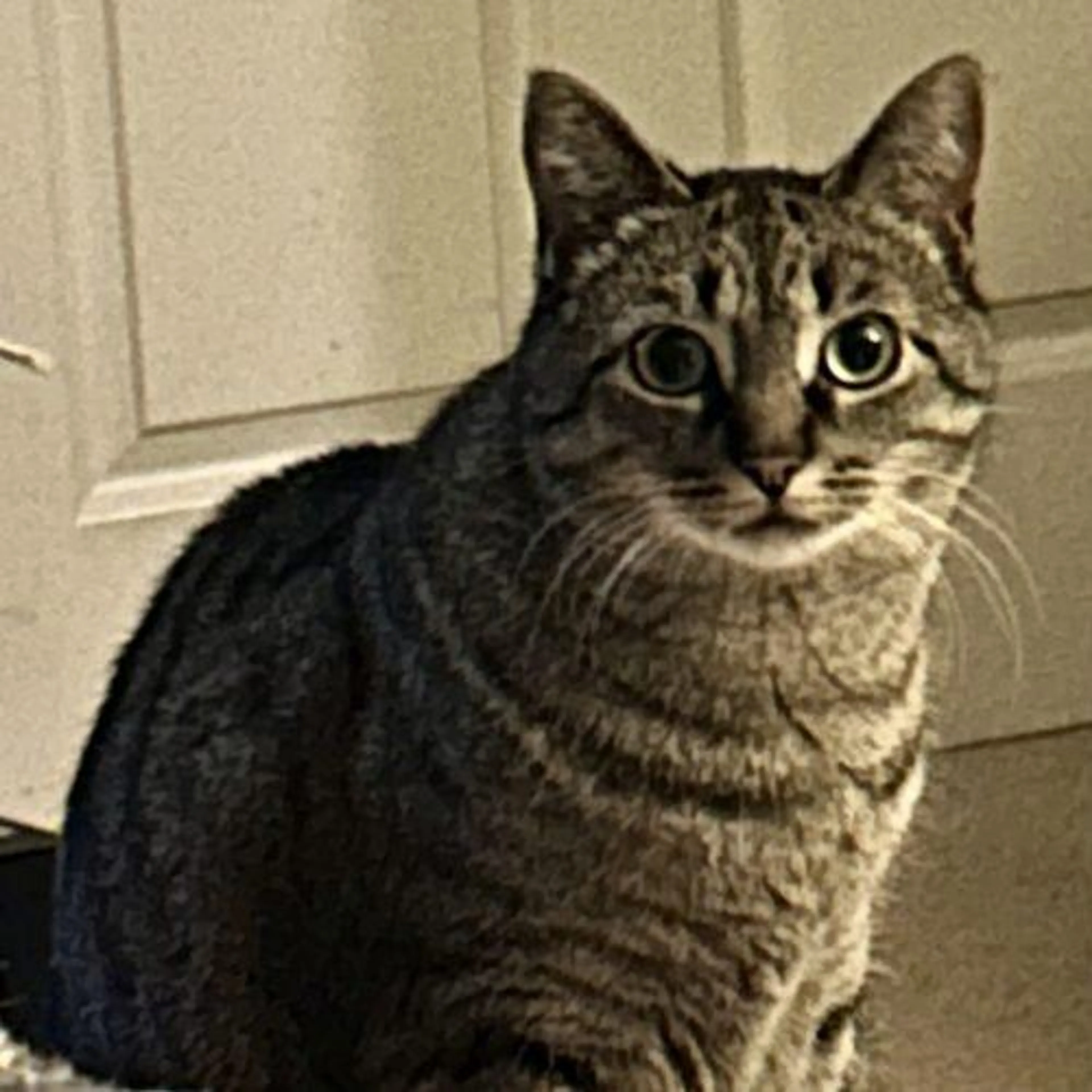 Found pet-2