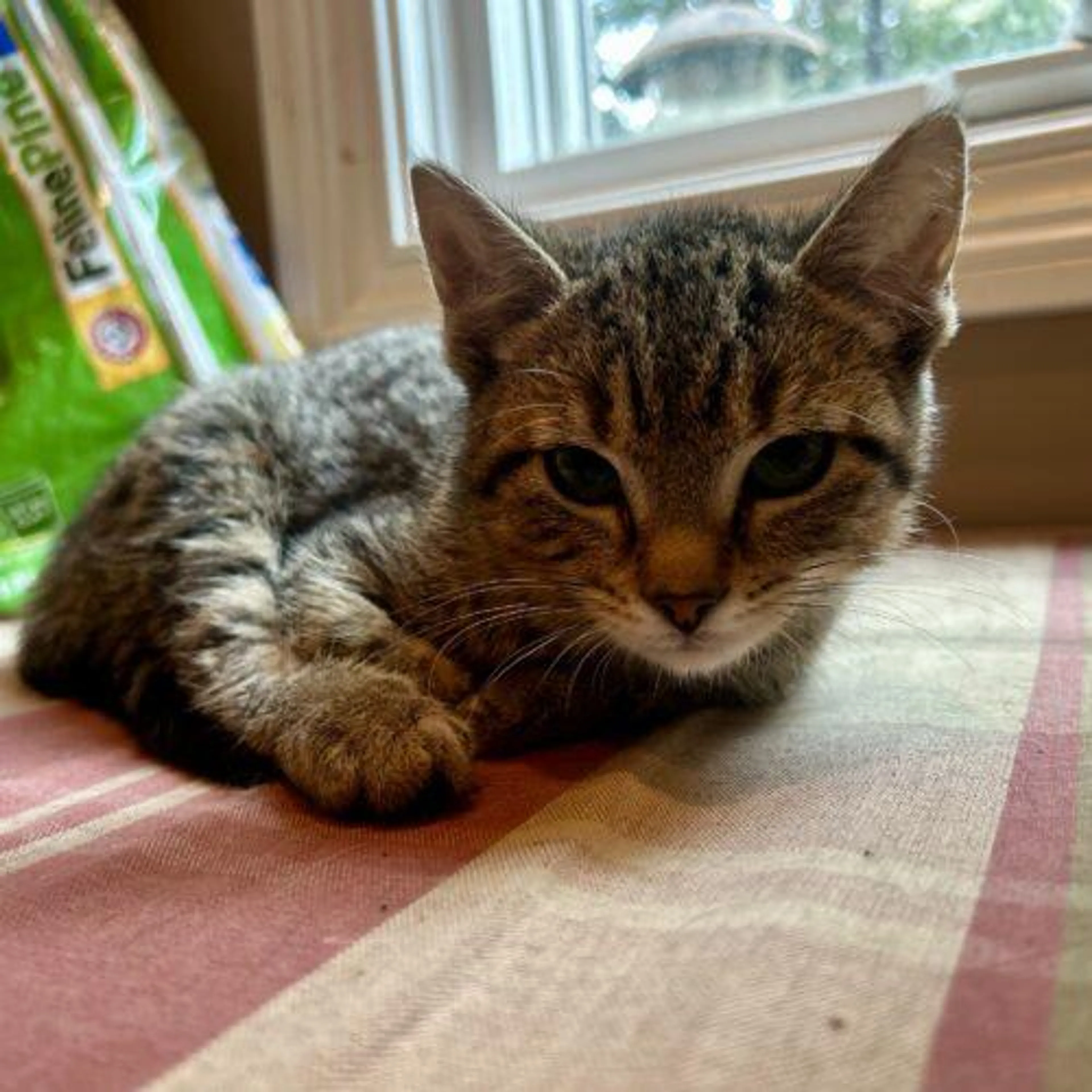 Found pet-2