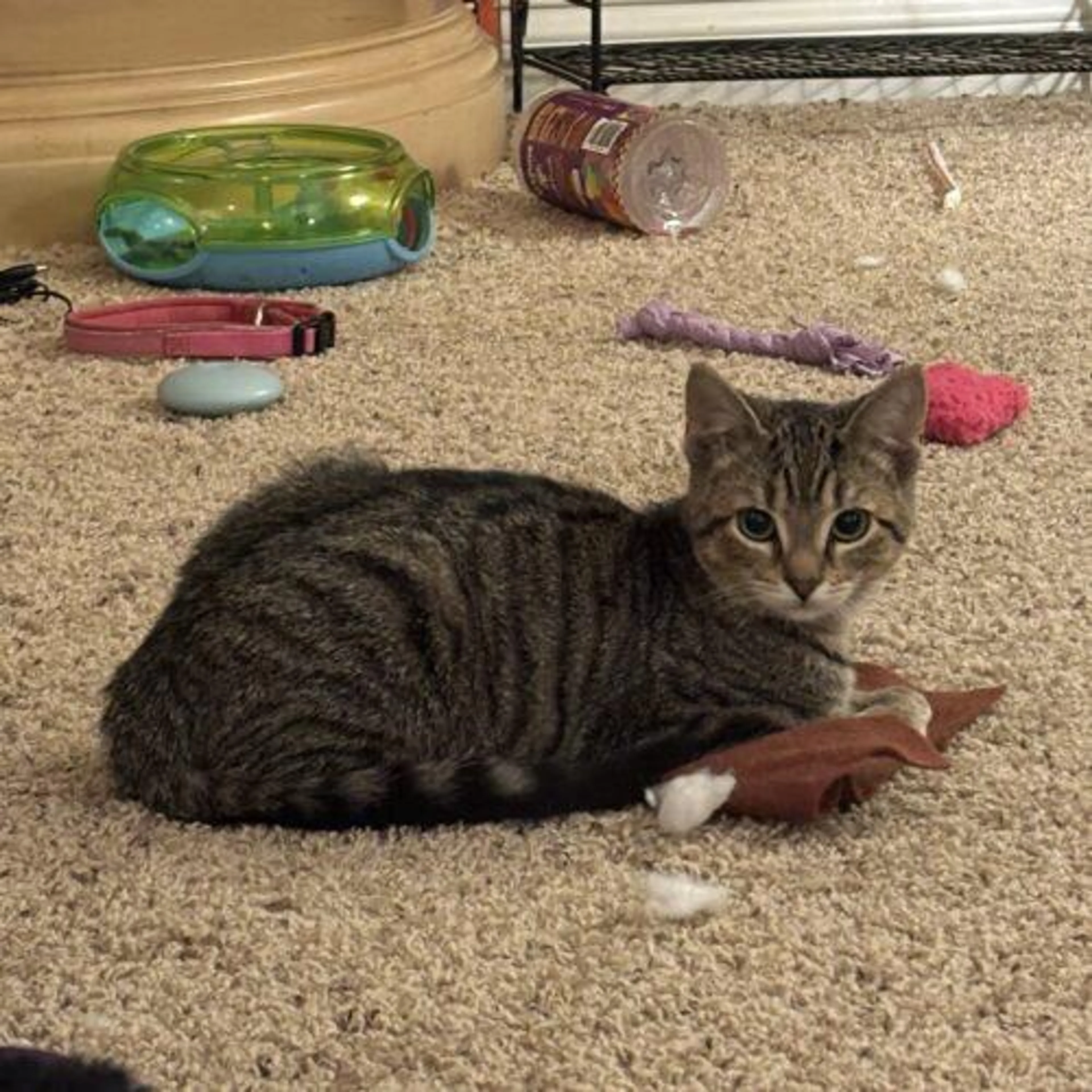 Found pet-1